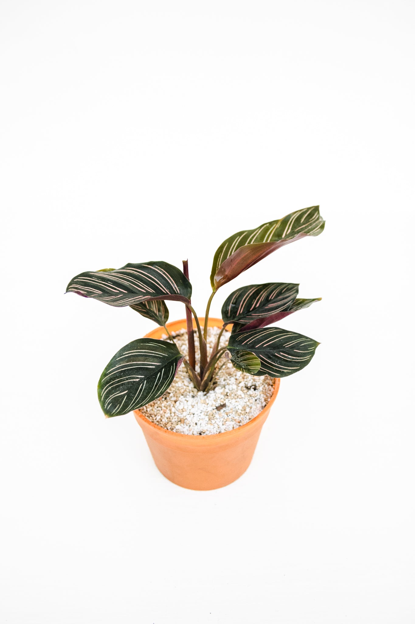 Calathea Ornata - Kenäz
