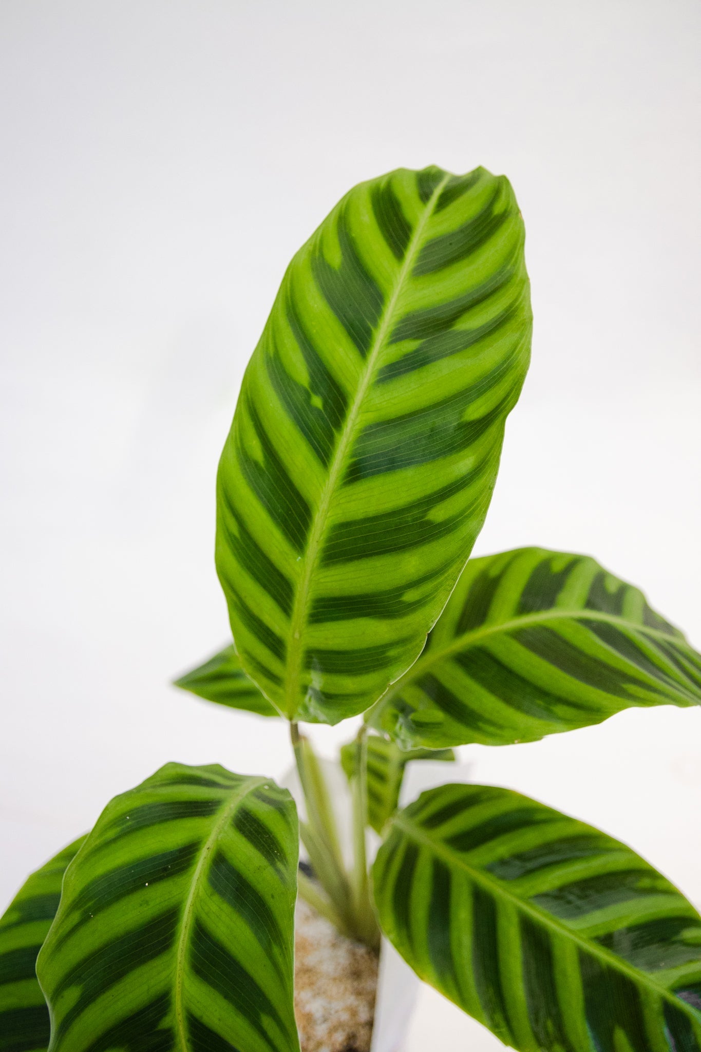 Calathea Zebrina - Kenäz