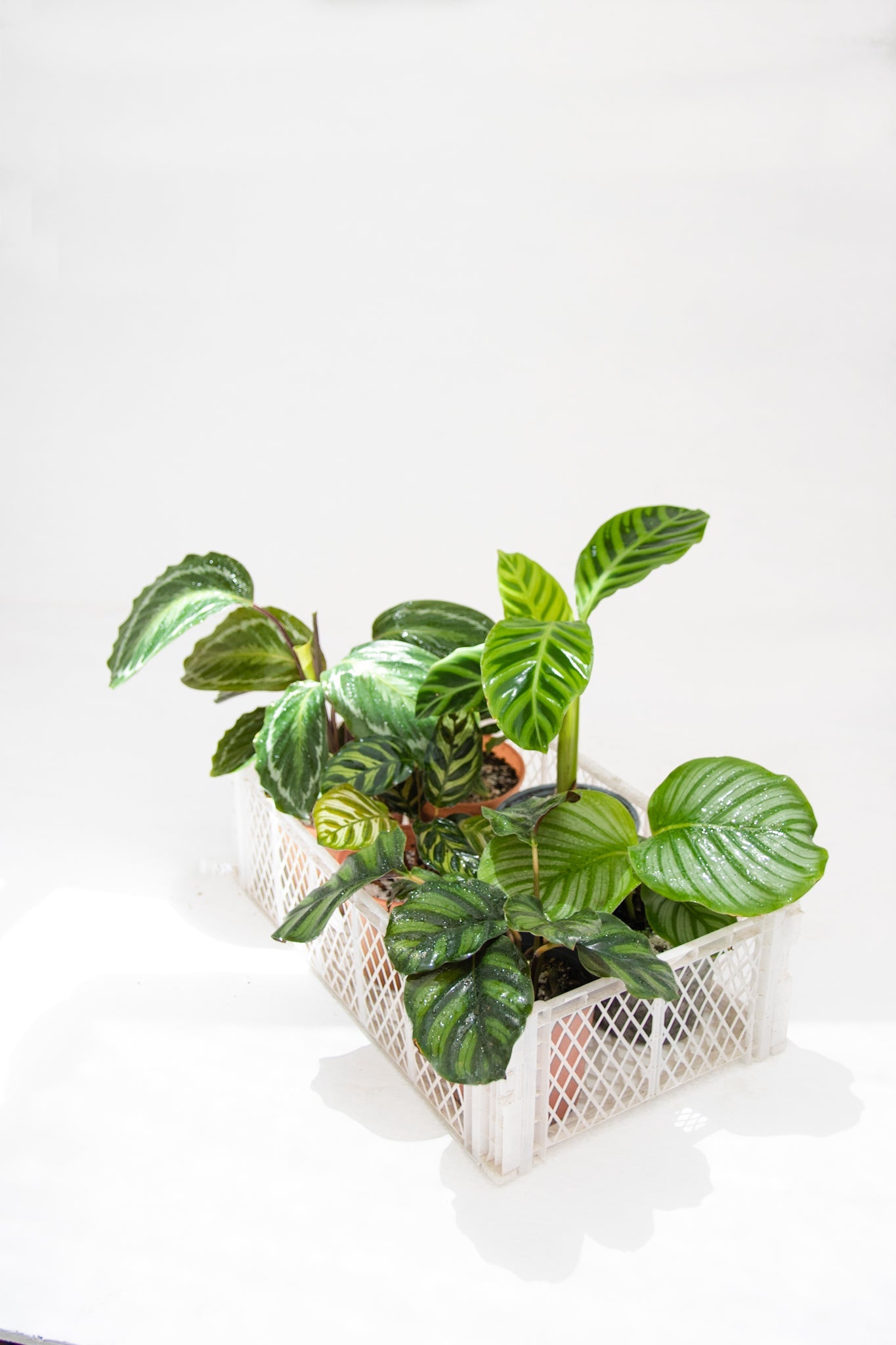 Calathea Zebrina - Kenäz