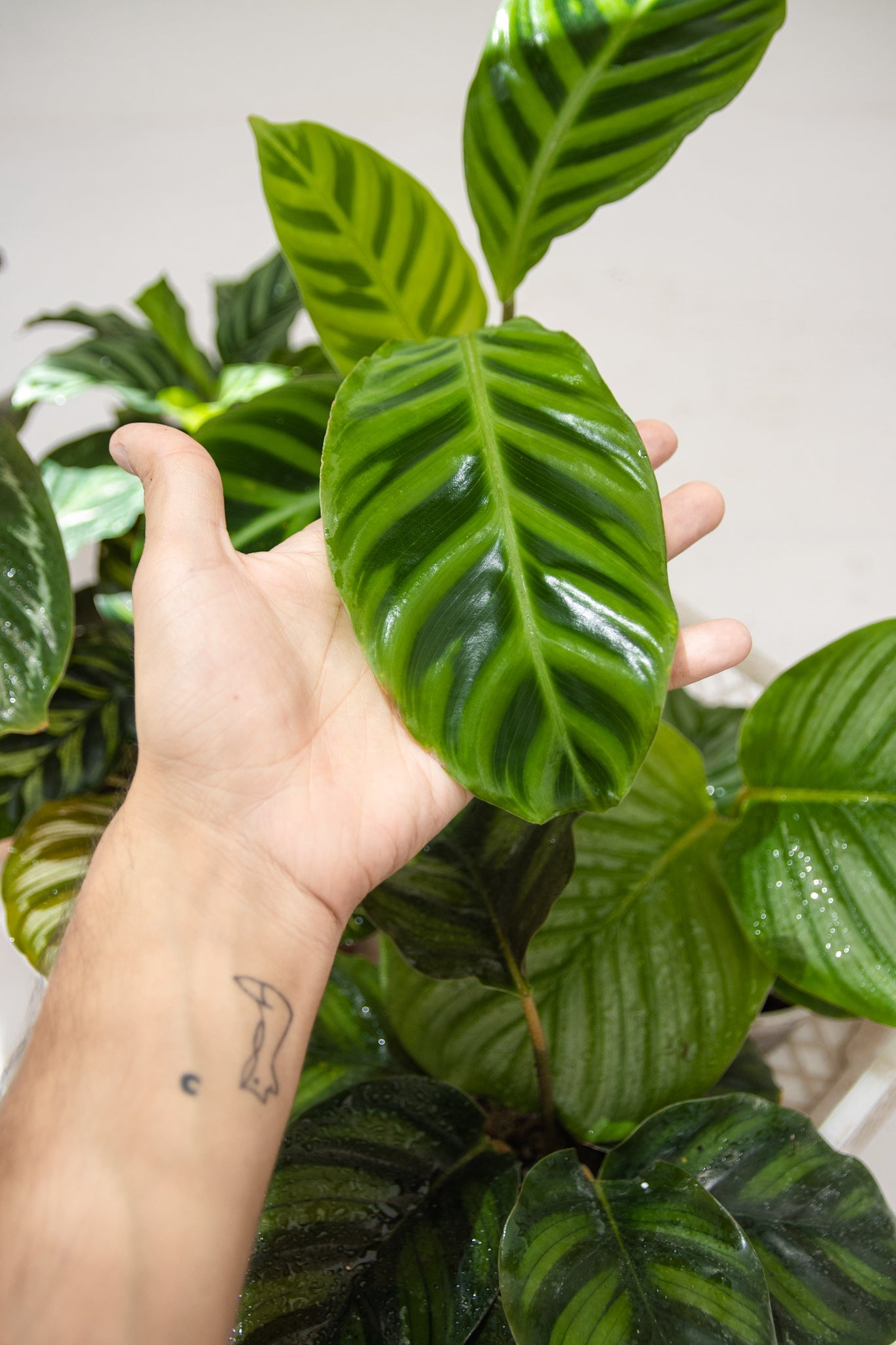 Calathea Zebrina - Kenäz