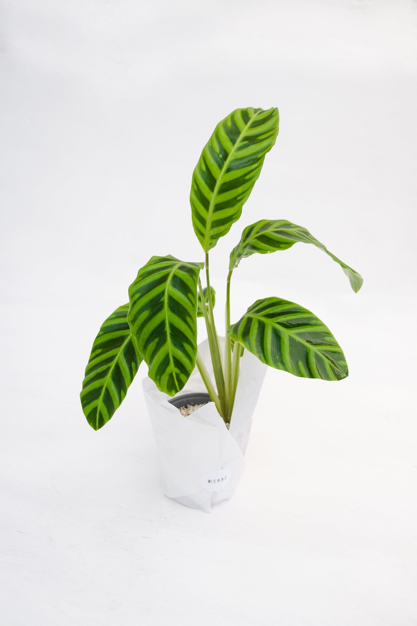 Calathea Zebrina