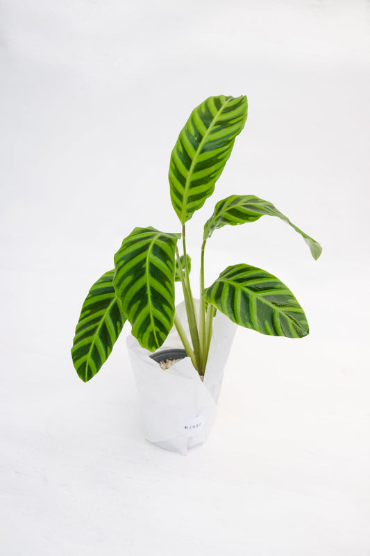Calathea Zebrina - Kenäz