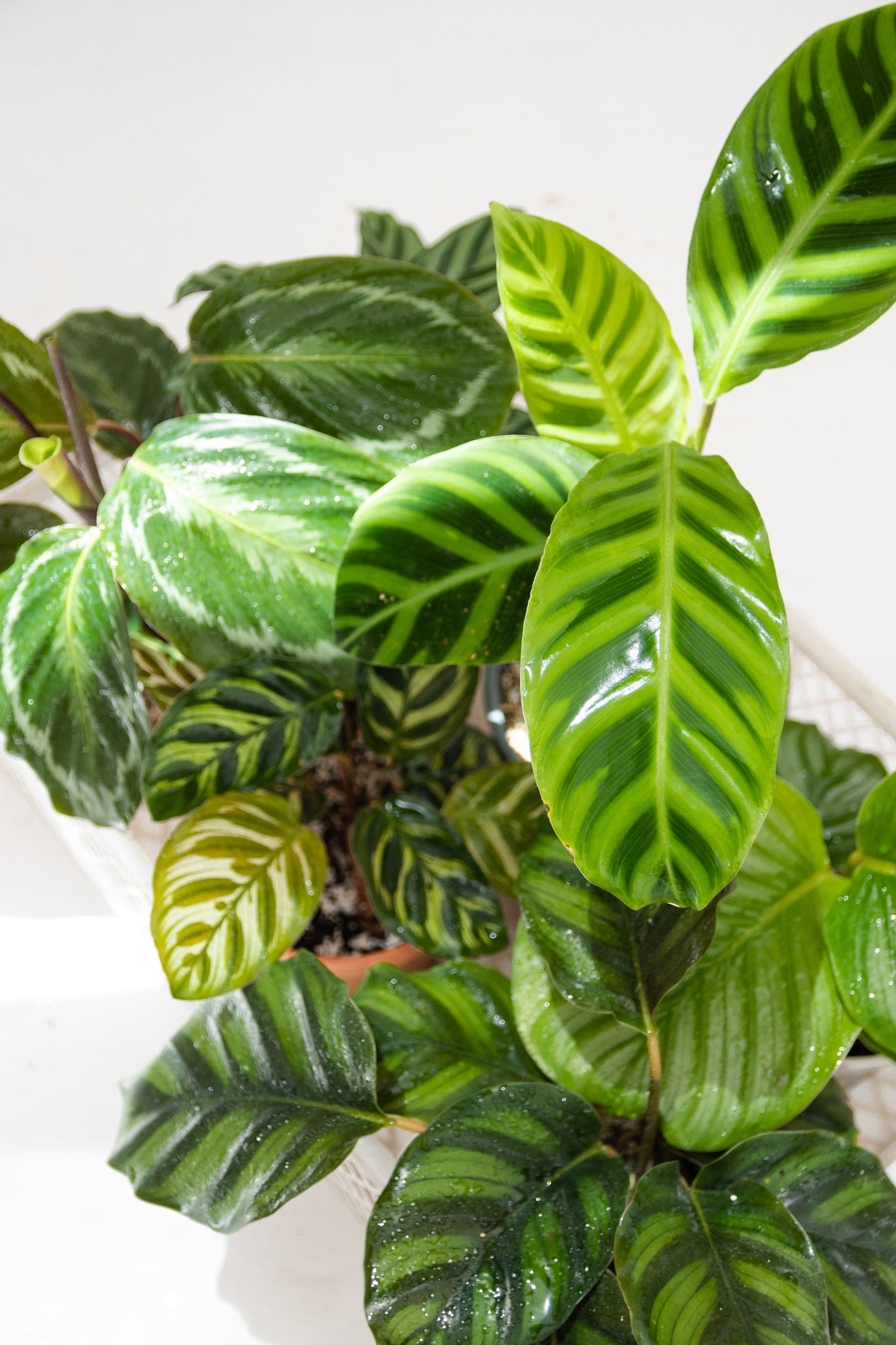 Calathea Zebrina - Kenäz