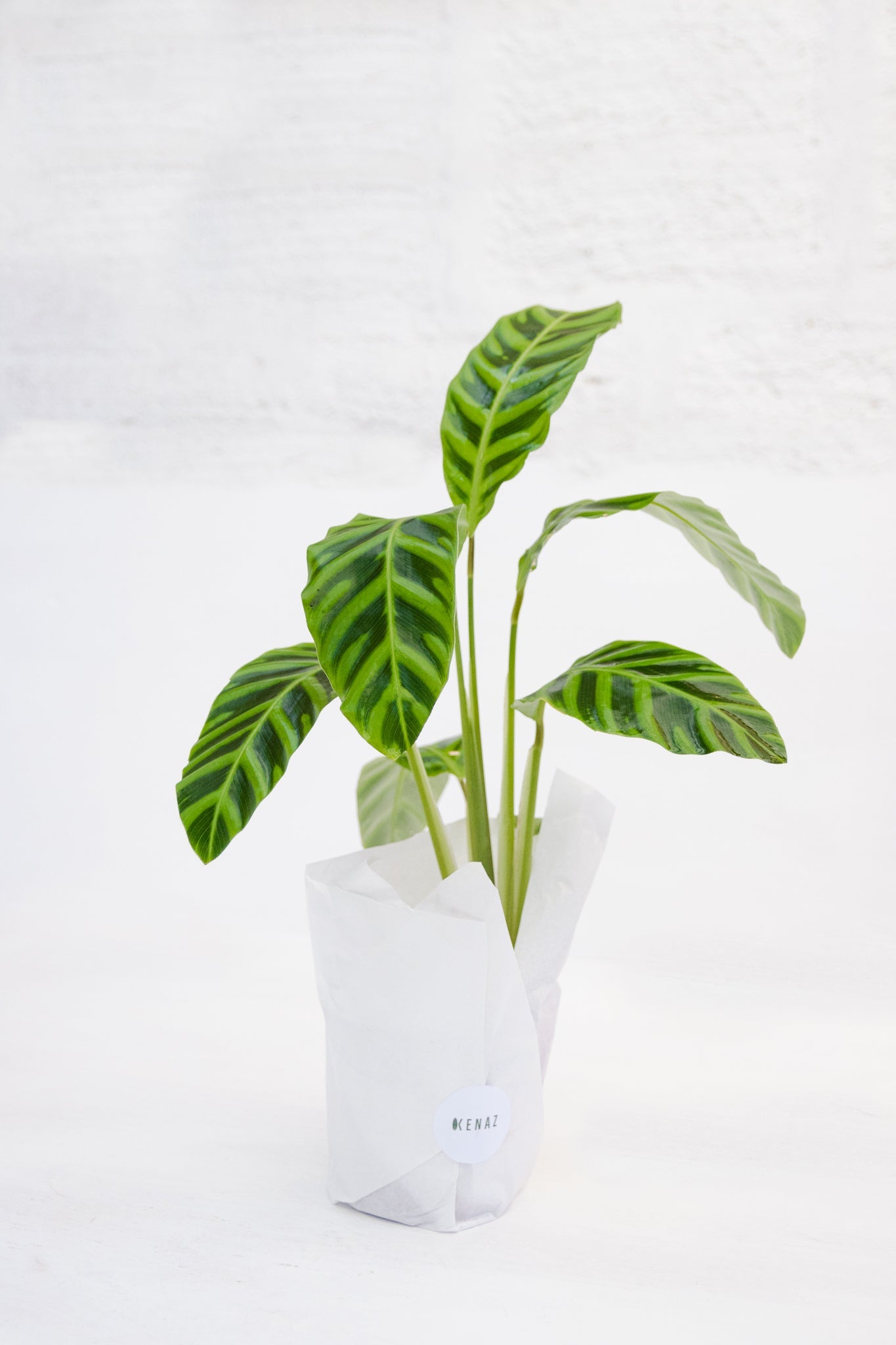 Calathea Zebrina - Kenäz