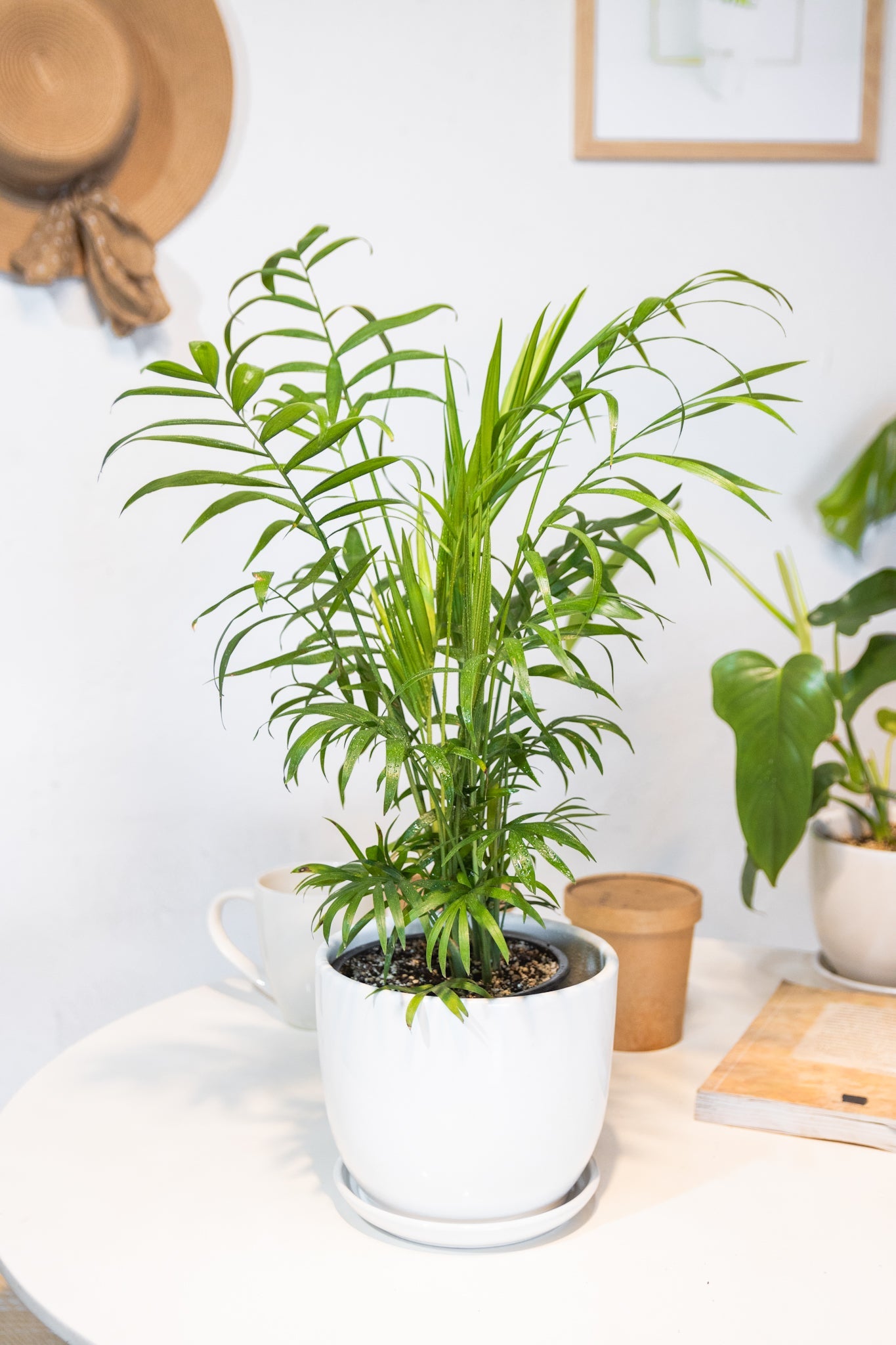 Chamaedorea Elegans - Kenäz