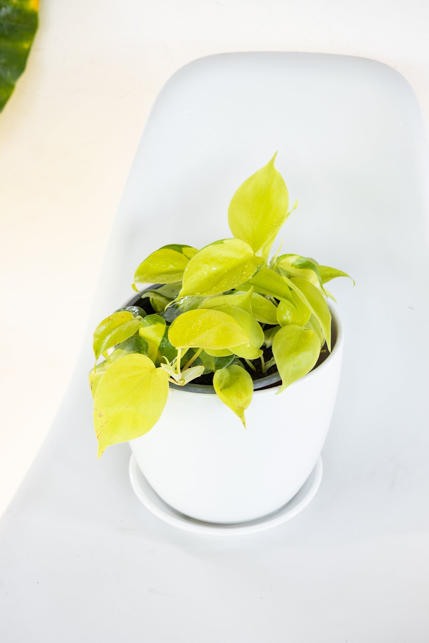 Cordatum Lemon - Kenäz