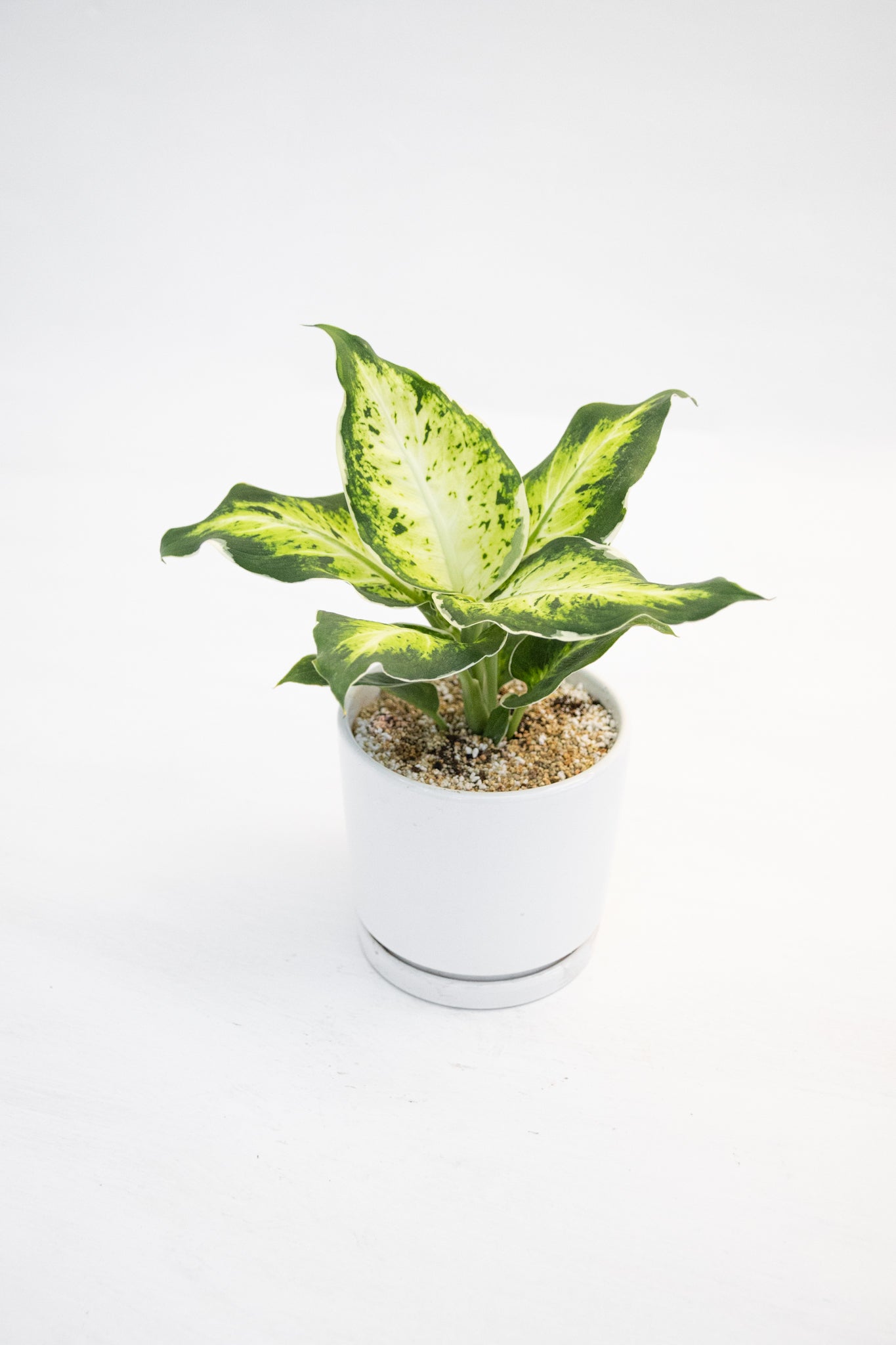 Dieffenbachia Variegada