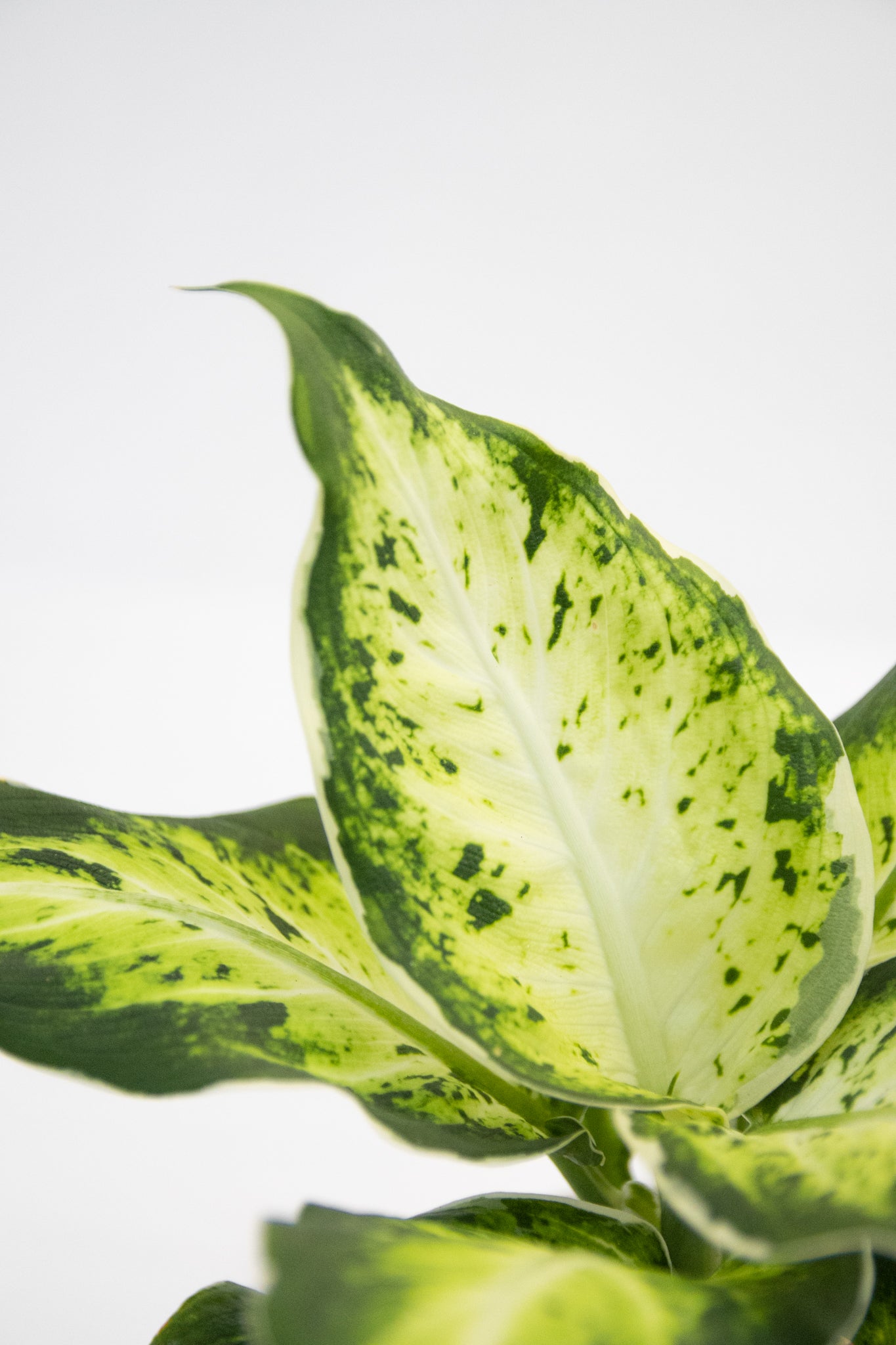 Dieffenbachia Variegada - Kenäz