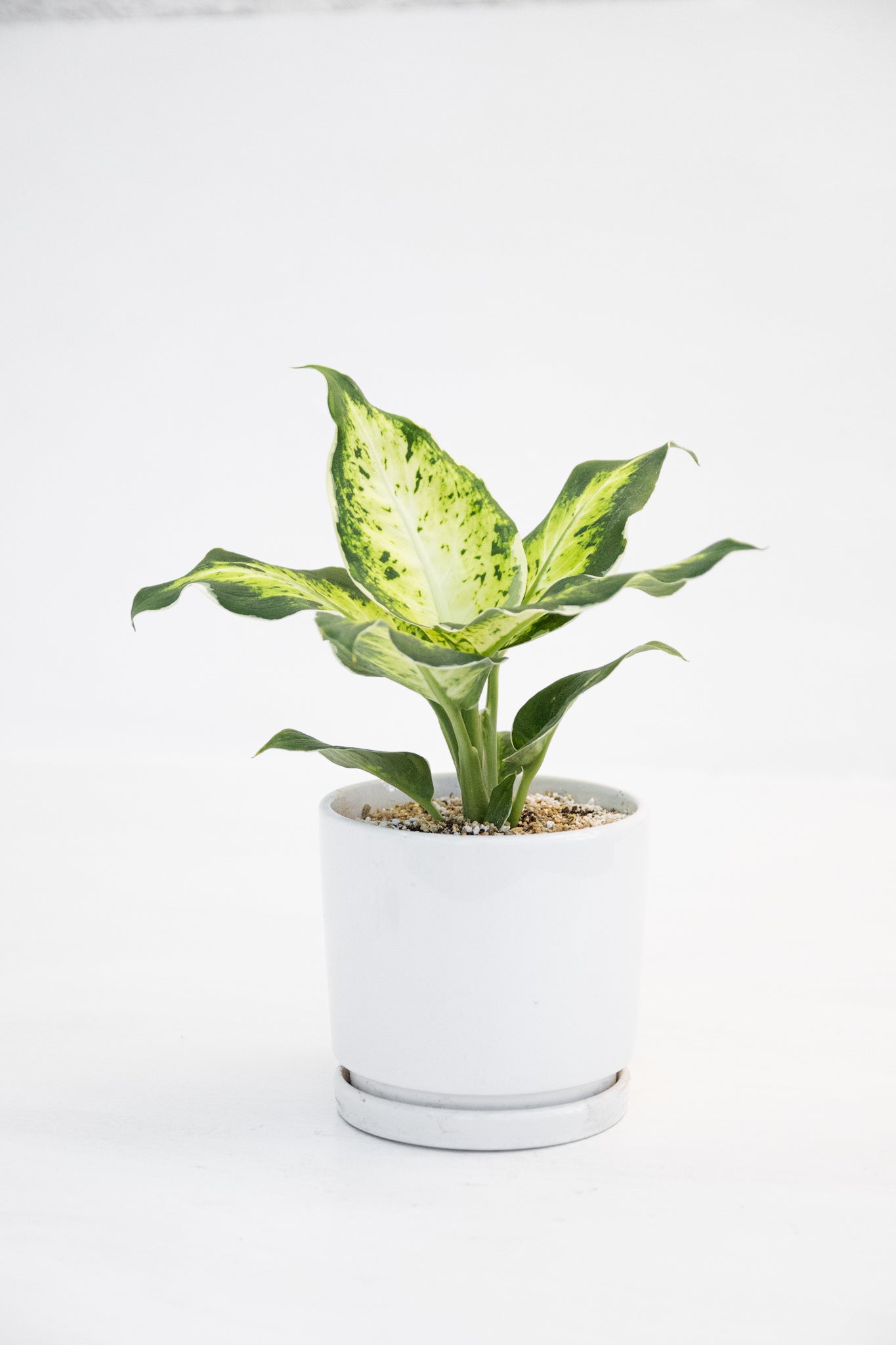 Dieffenbachia Variegada - Kenäz