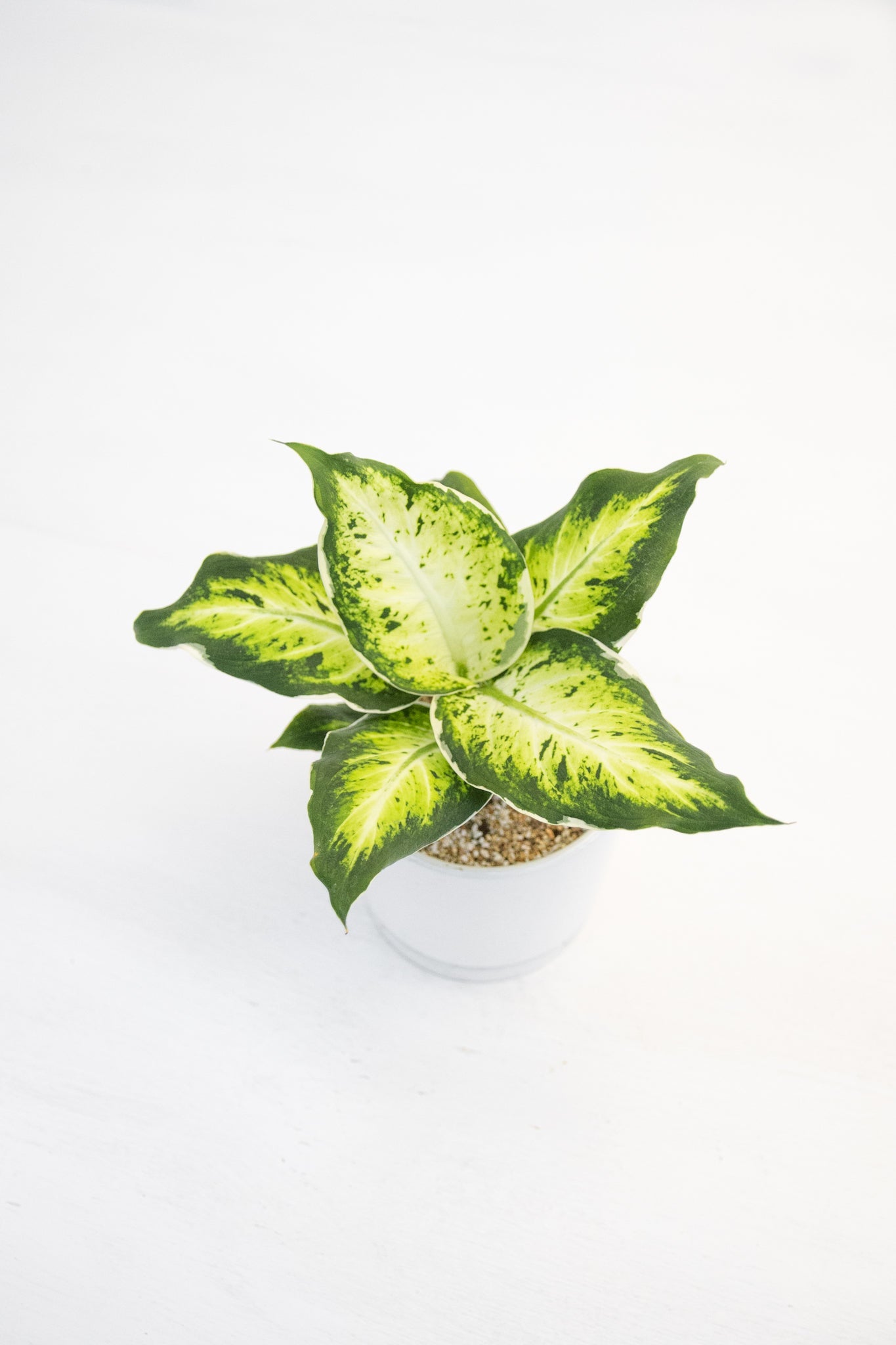 Dieffenbachia Variegada - Kenäz