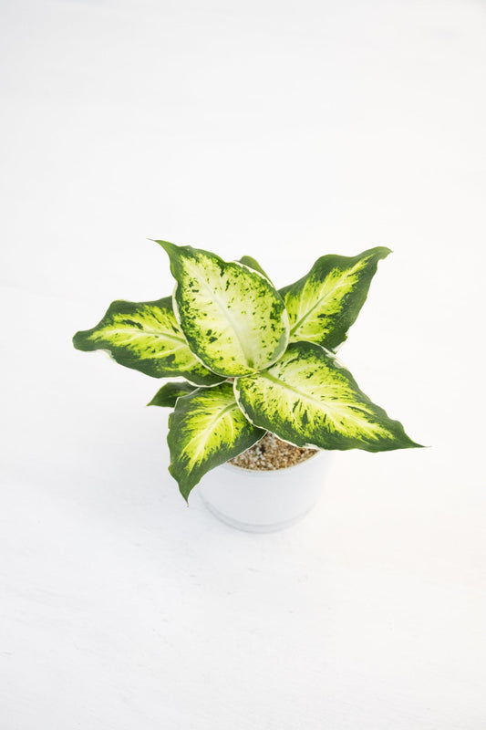 Dieffenbachia Variegada - Kenäz