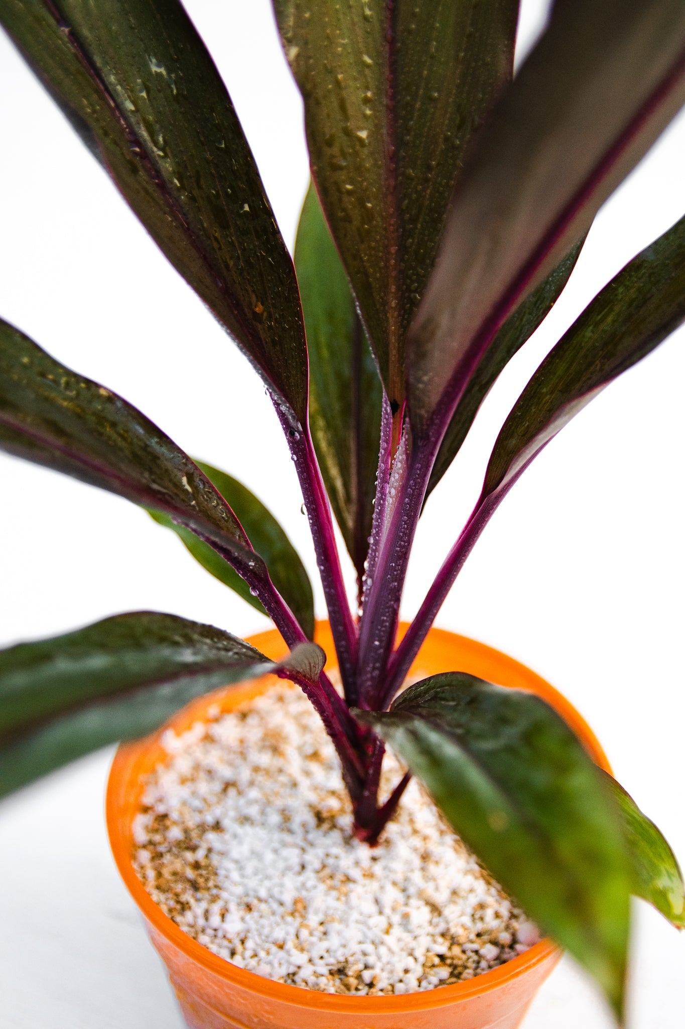 Dracena Cordyline - Kenäz
