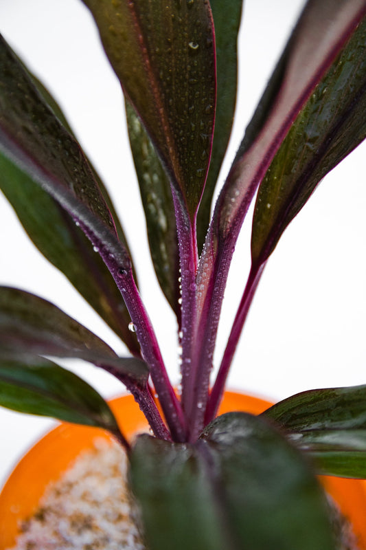 Dracena Cordyline - Kenäz