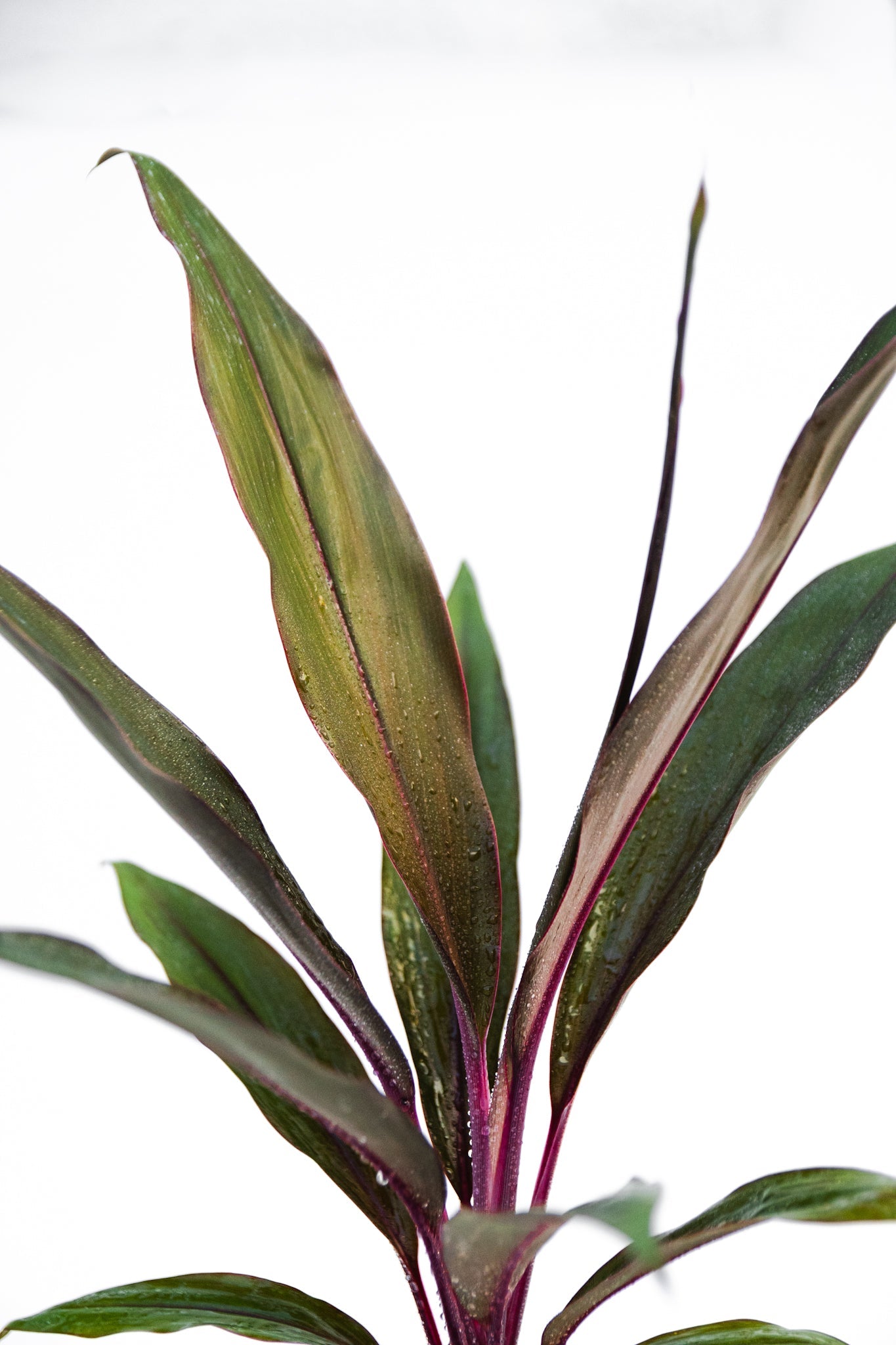Dracena Cordyline - Kenäz