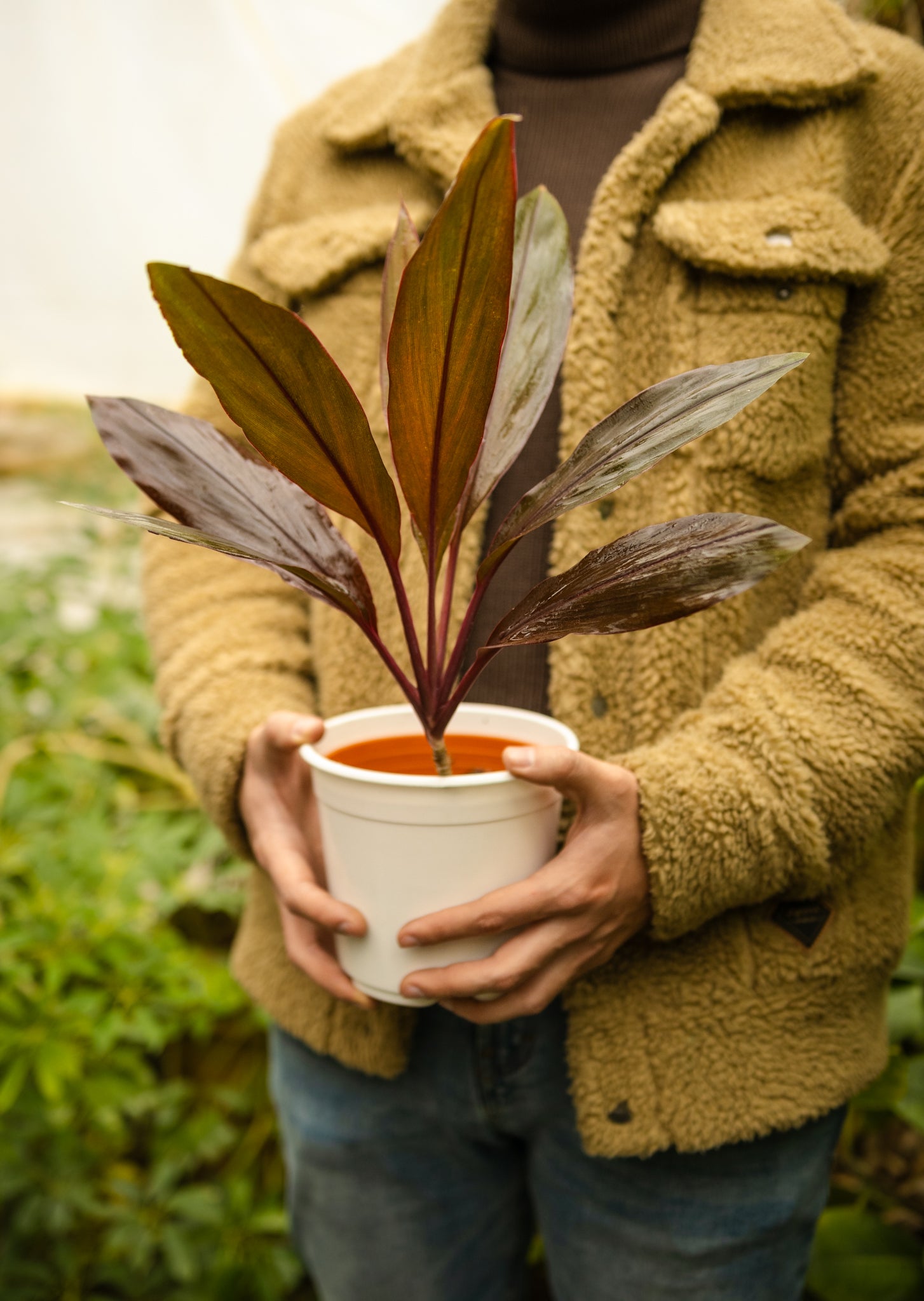 Dracena Cordyline - Kenäz