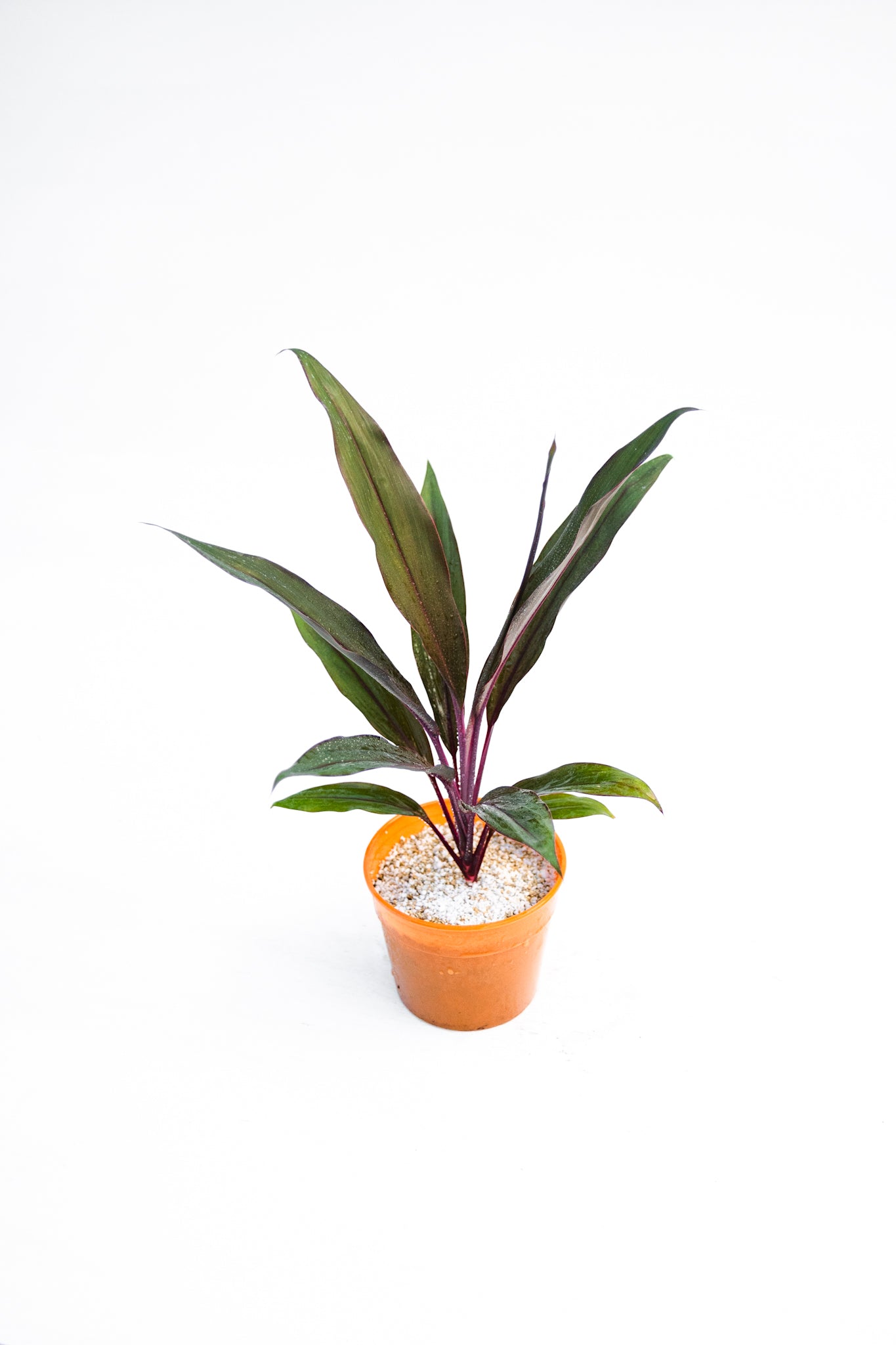 Dracena Cordyline - Kenäz