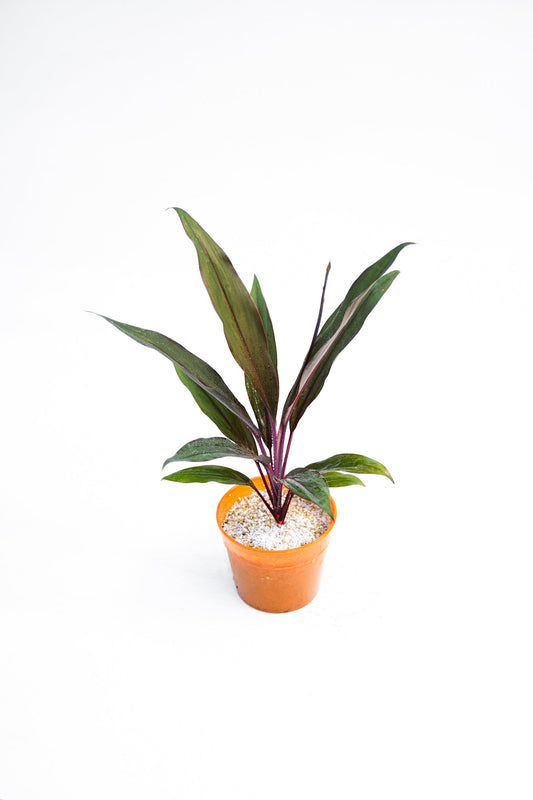 Dracena Cordyline - Kenäz