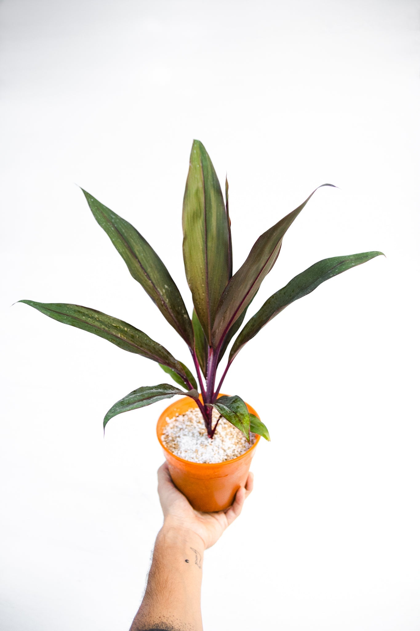 Dracena Cordyline - Kenäz