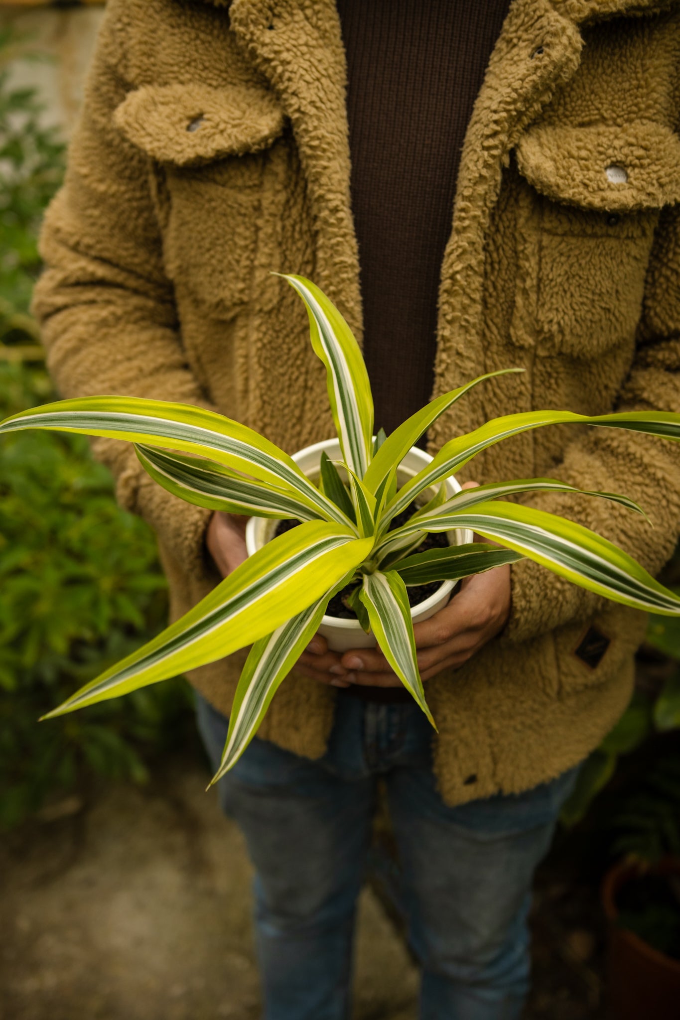 Dracena Lemon - Kenäz