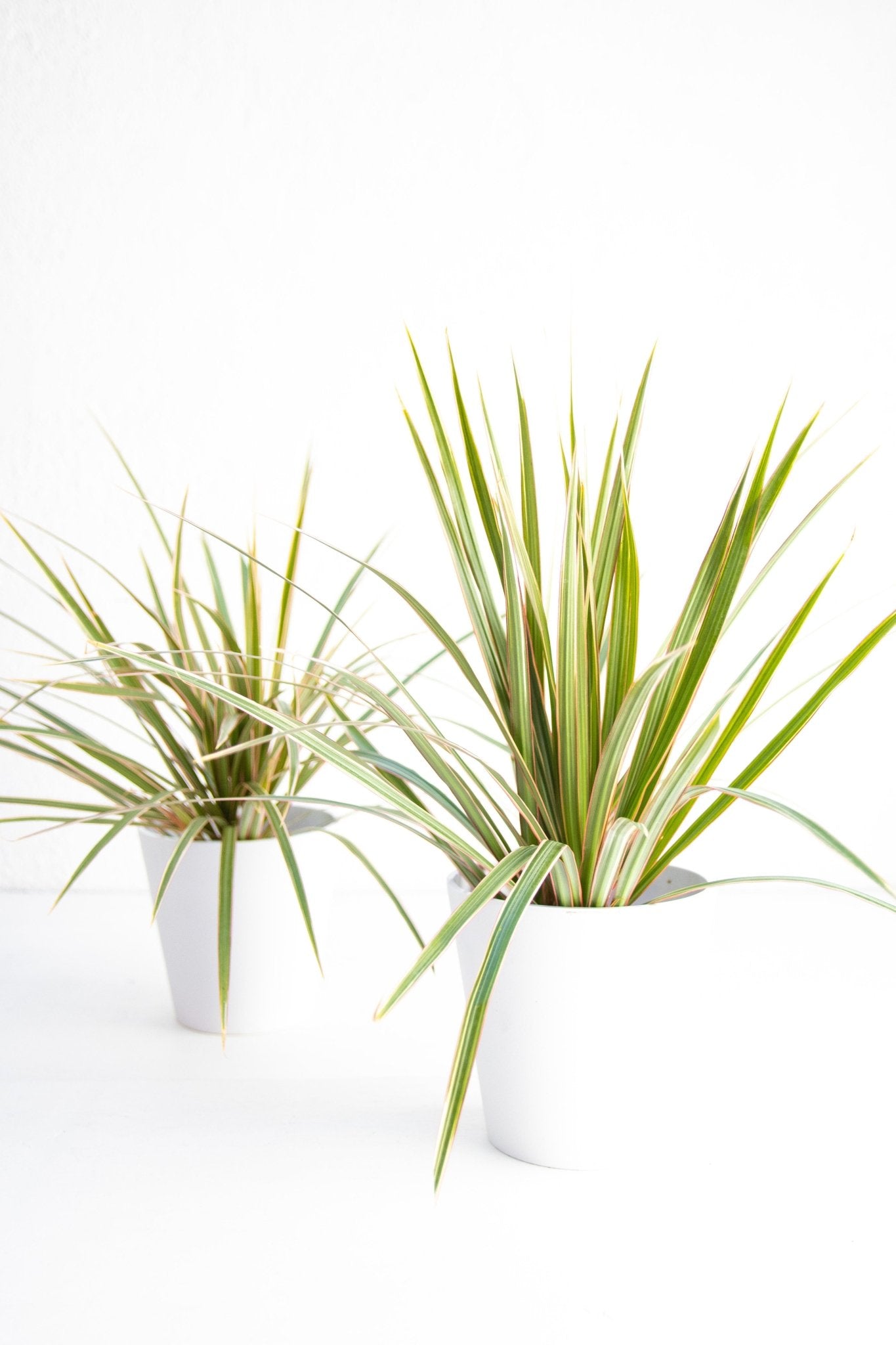 Dracena Marginata - Kenäz
