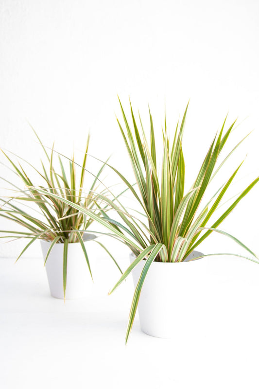 Dracena Marginata - Kenäz