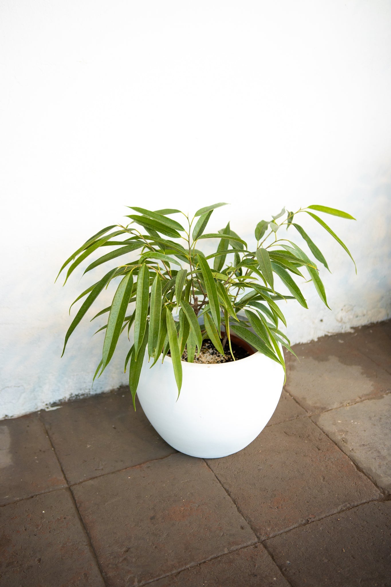 Ficus Alli - Kenäz
