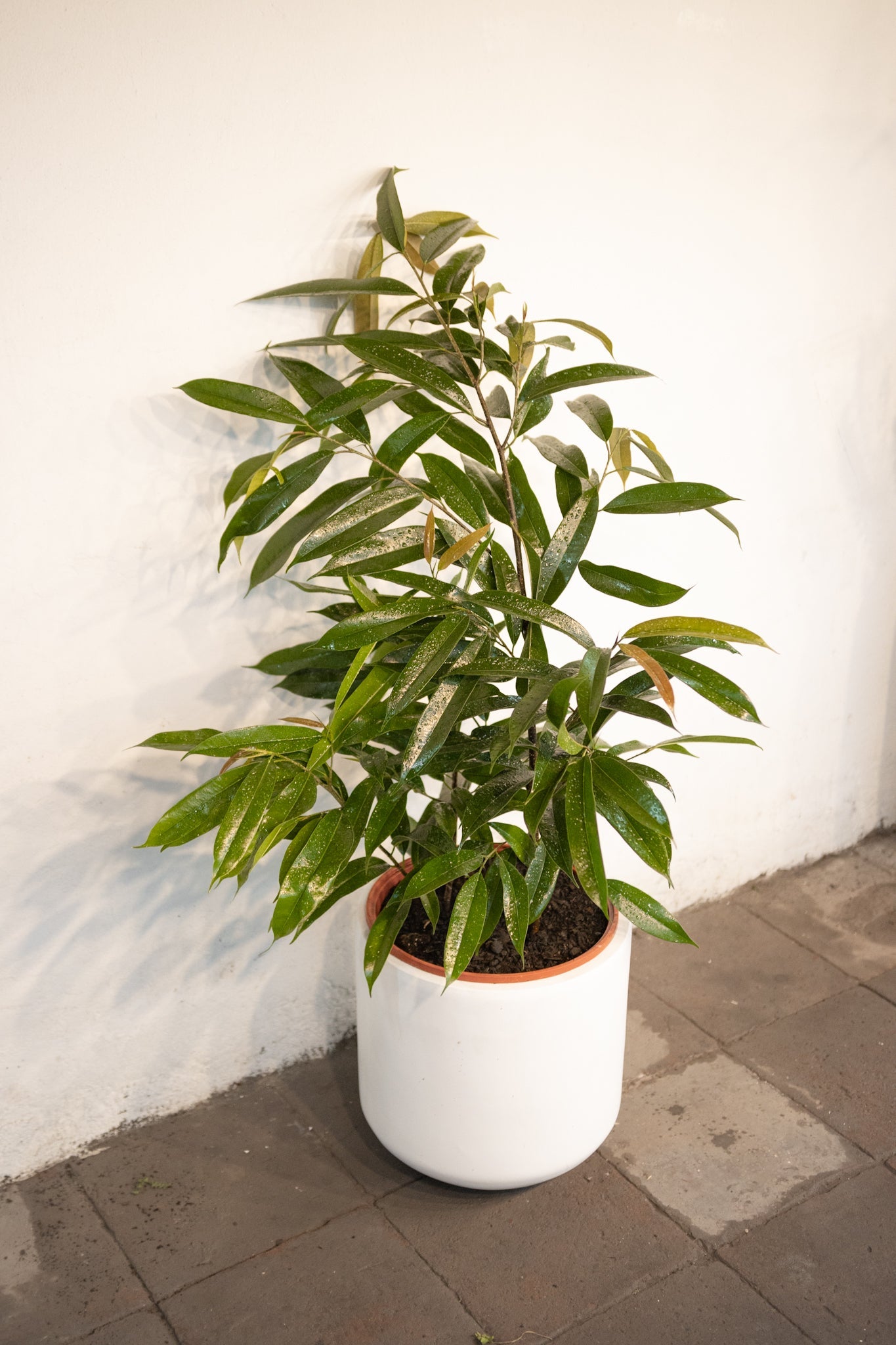 Ficus Alli - Kenäz