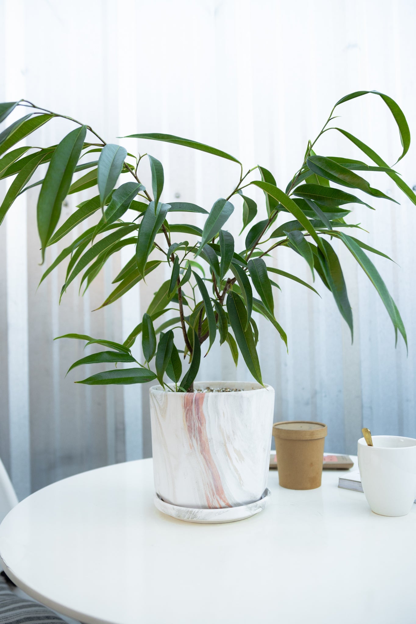 Ficus Alli - Kenäz