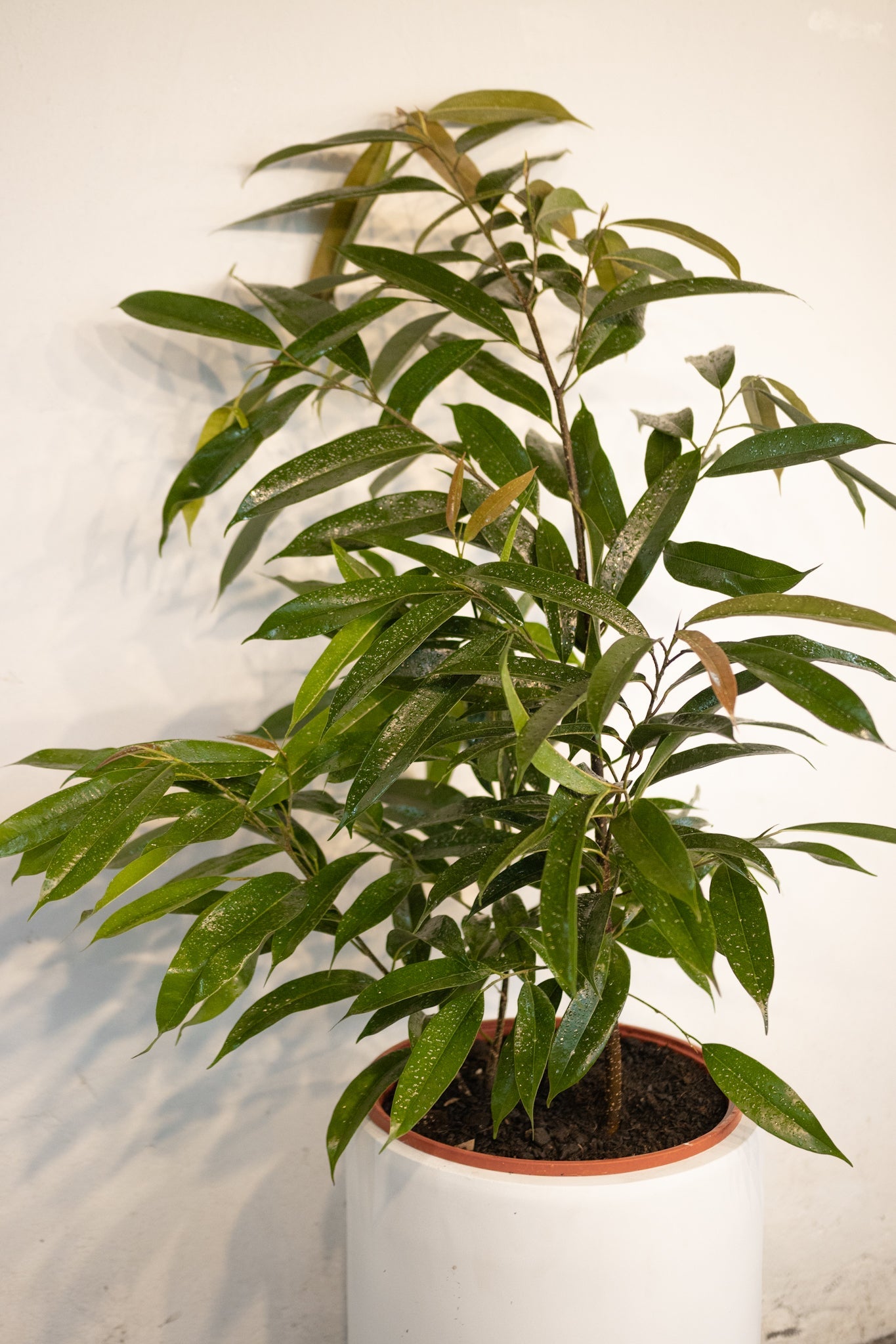 Ficus Alli - Kenäz