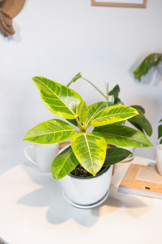 Ficus Altissima - Kenäz