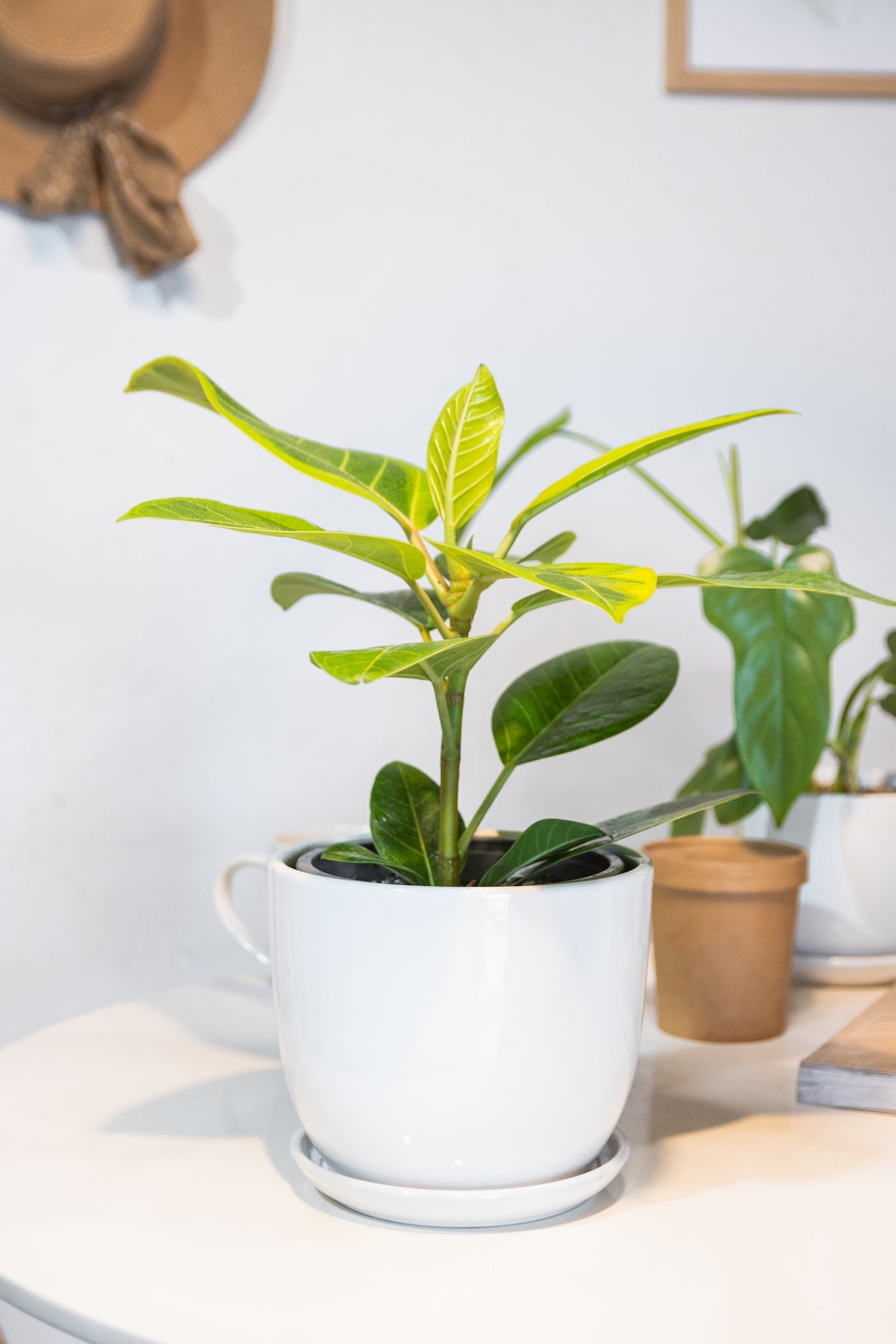 Ficus Altissima - Kenäz
