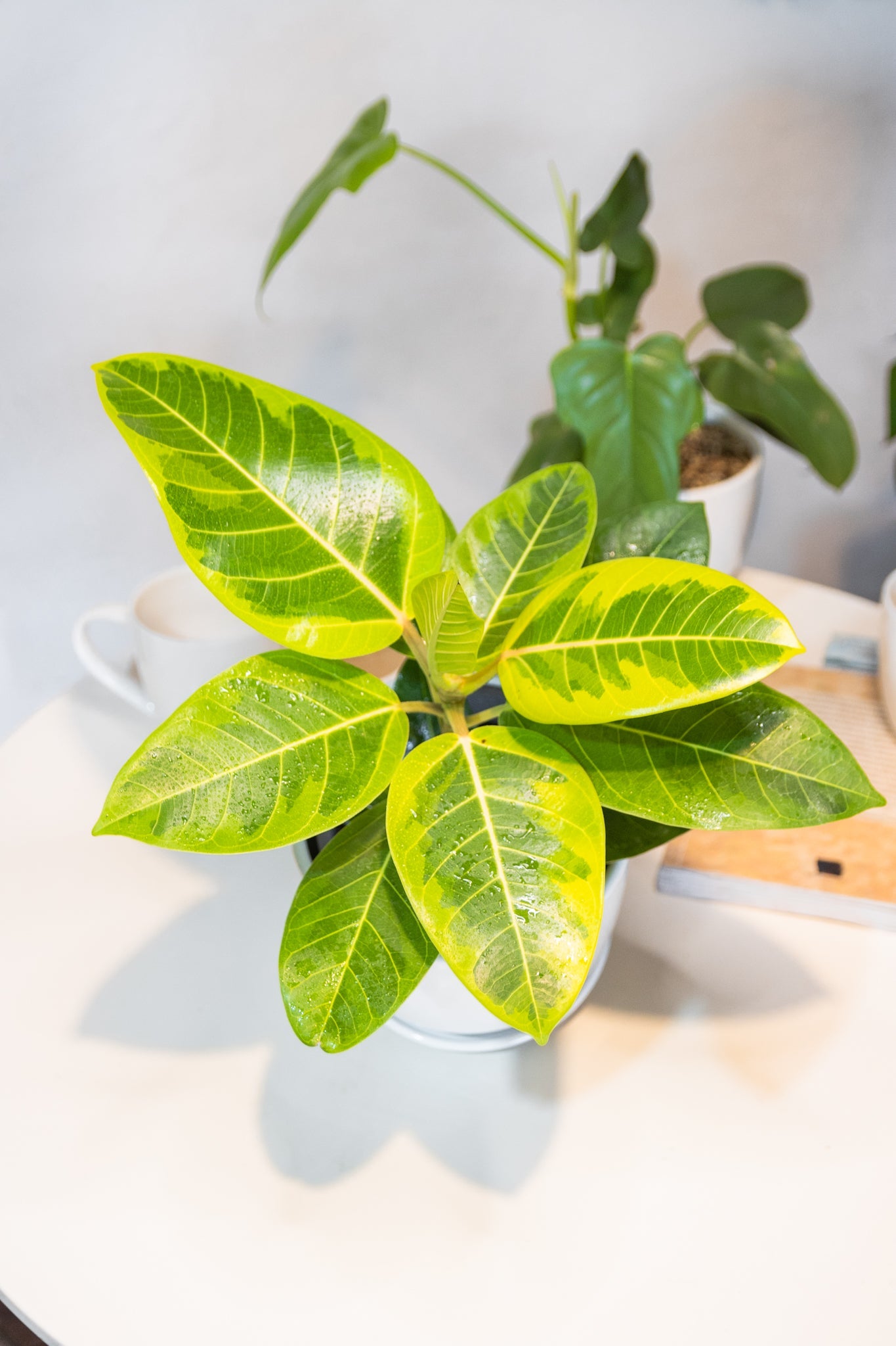 ficus altissima cuidados Ficus Altissima | Gomero de hojas variegadas | Comprar