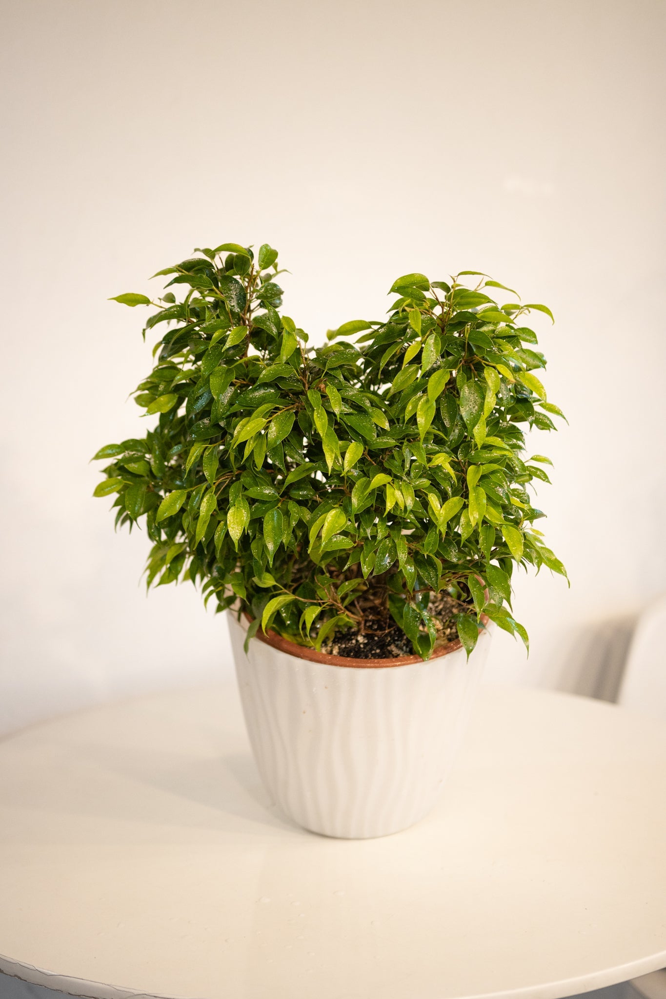Ficus Bonsai - Kenäz