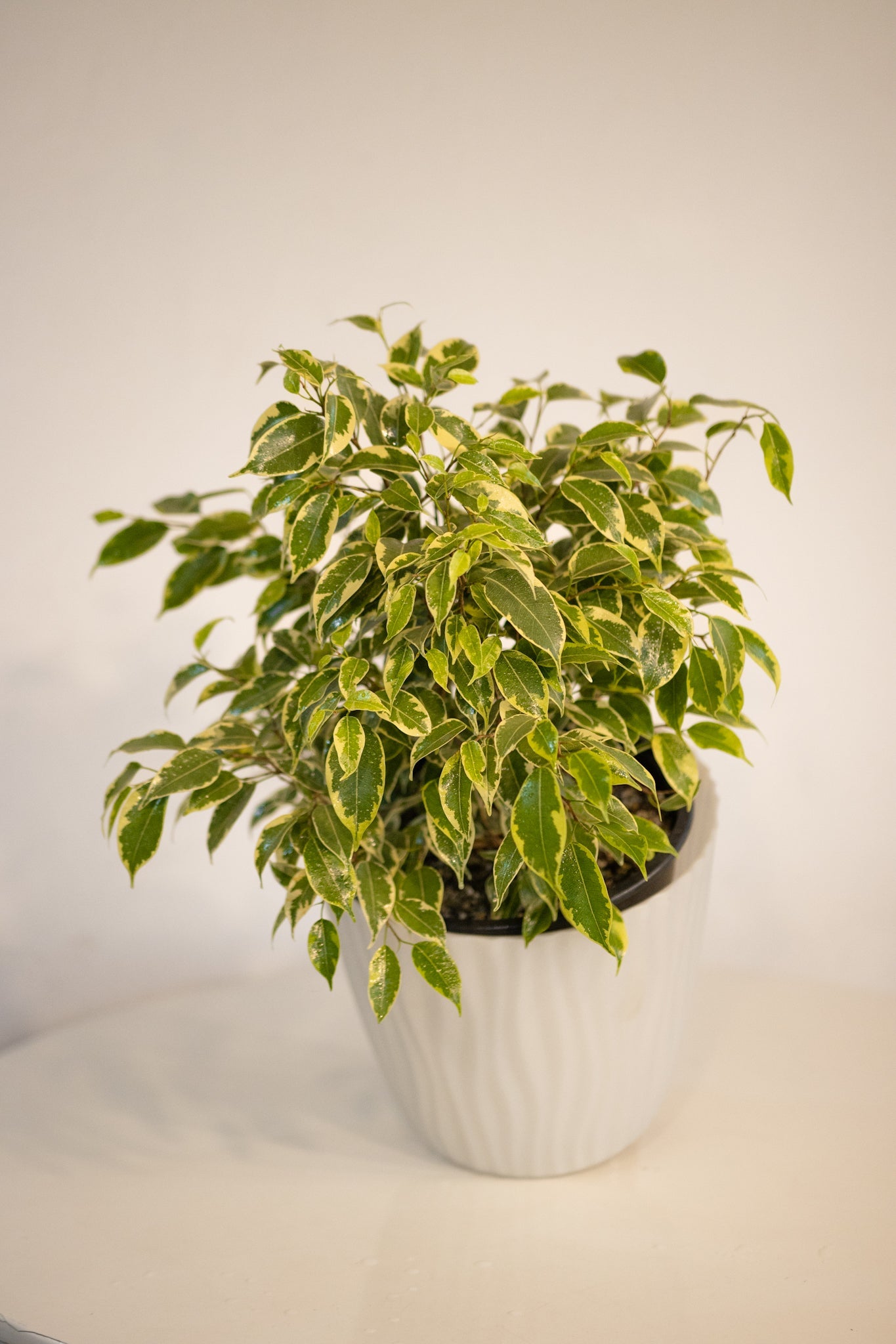 Ficus Bonsai - Kenäz