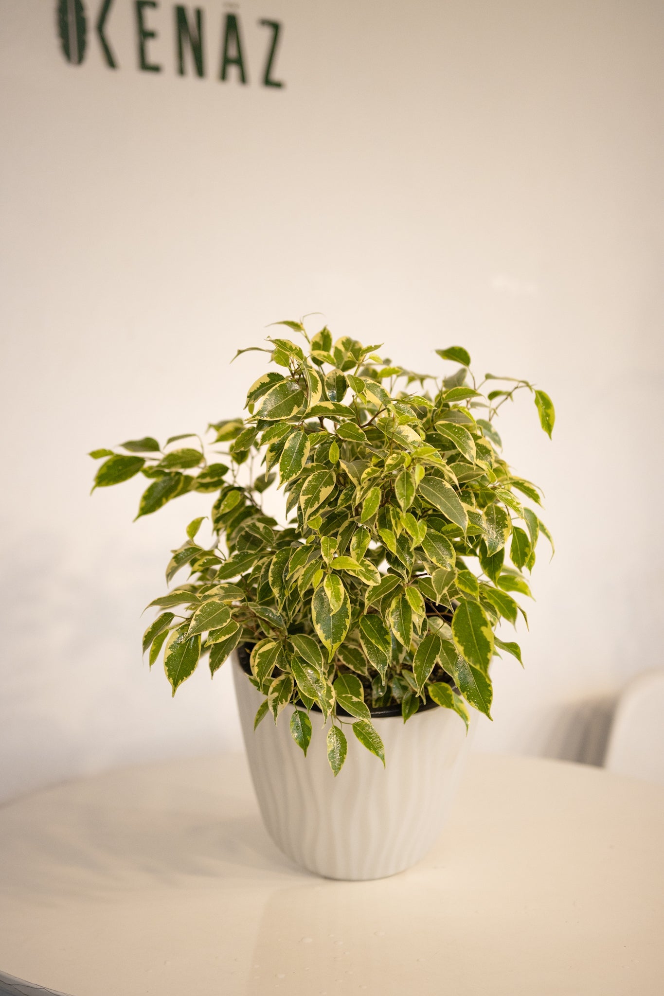 Ficus Bonsai - Kenäz