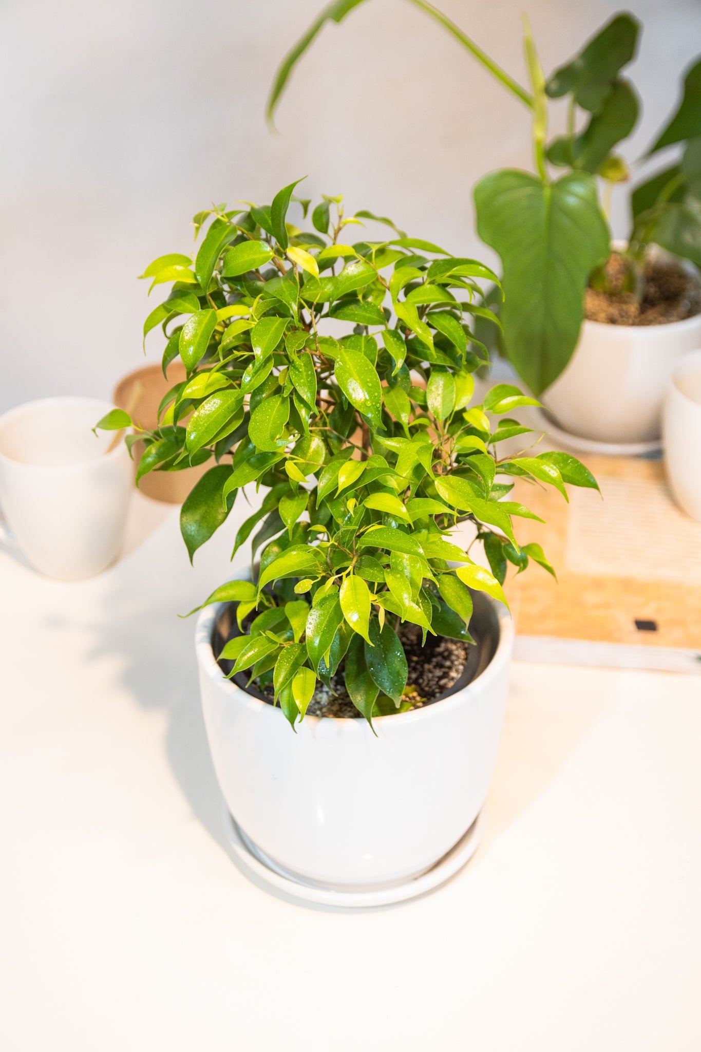Ficus Bonsai - Kenäz