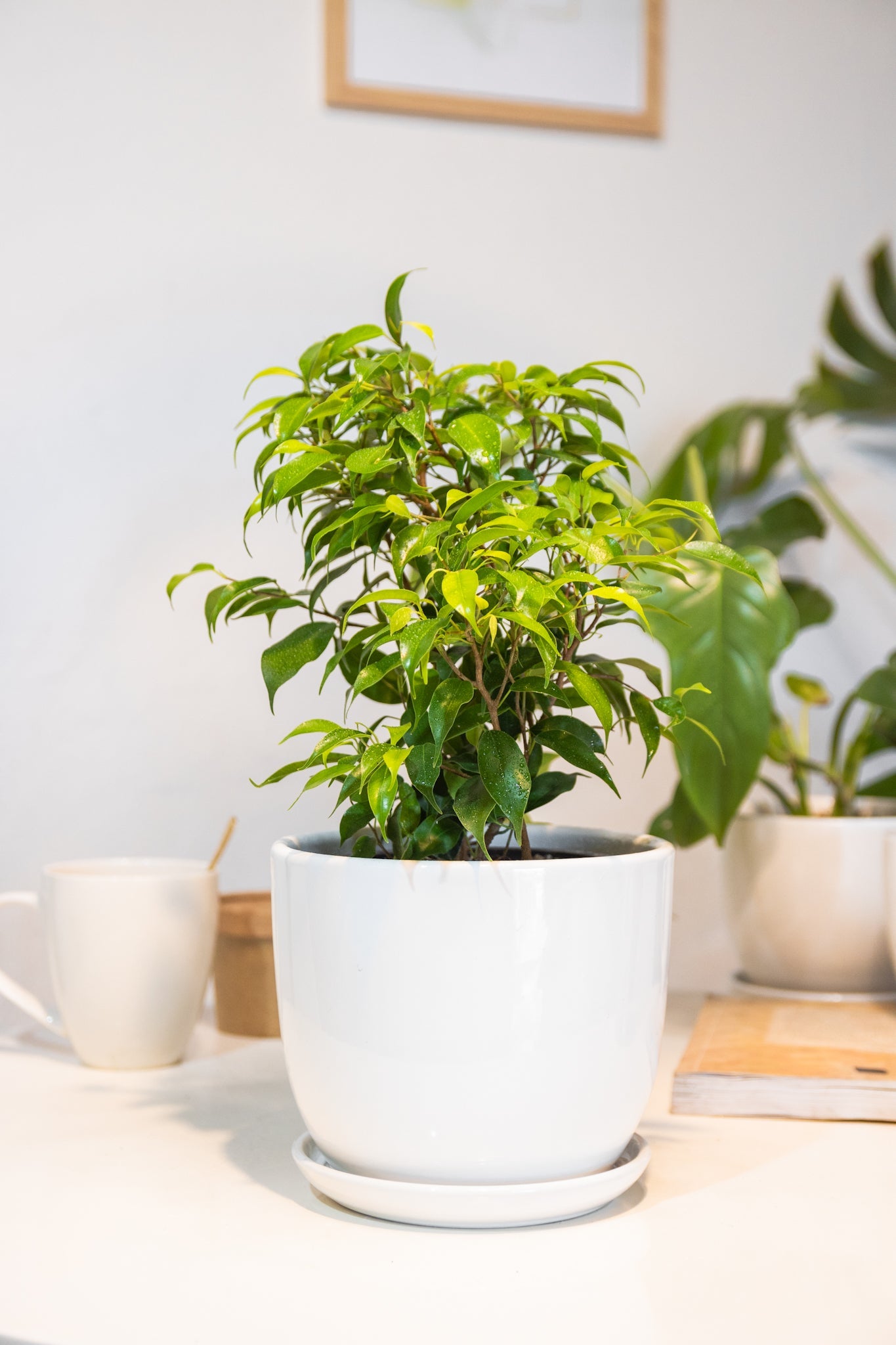 Ficus Bonsai - Kenäz