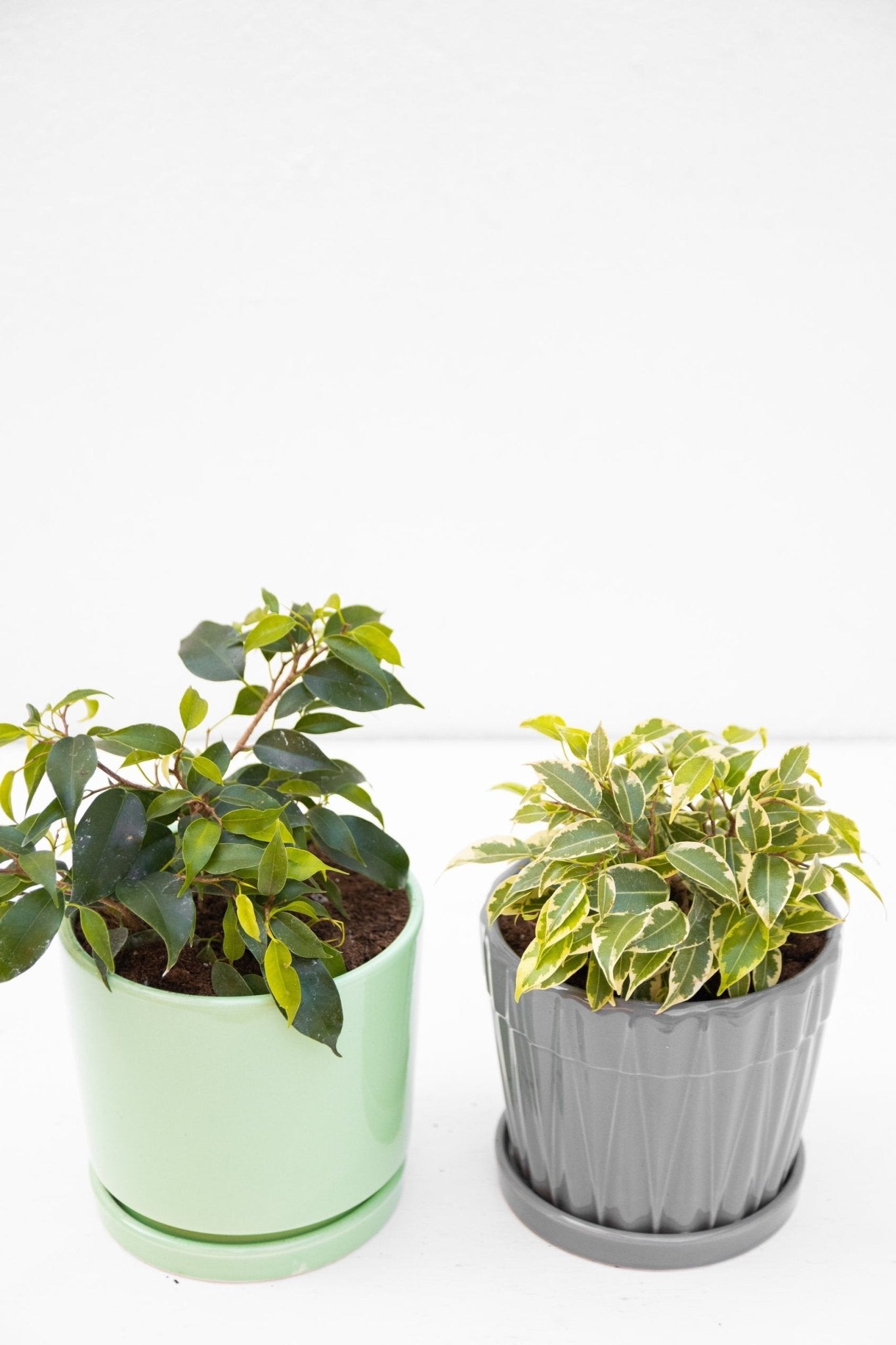Ficus Bonsai - Kenäz