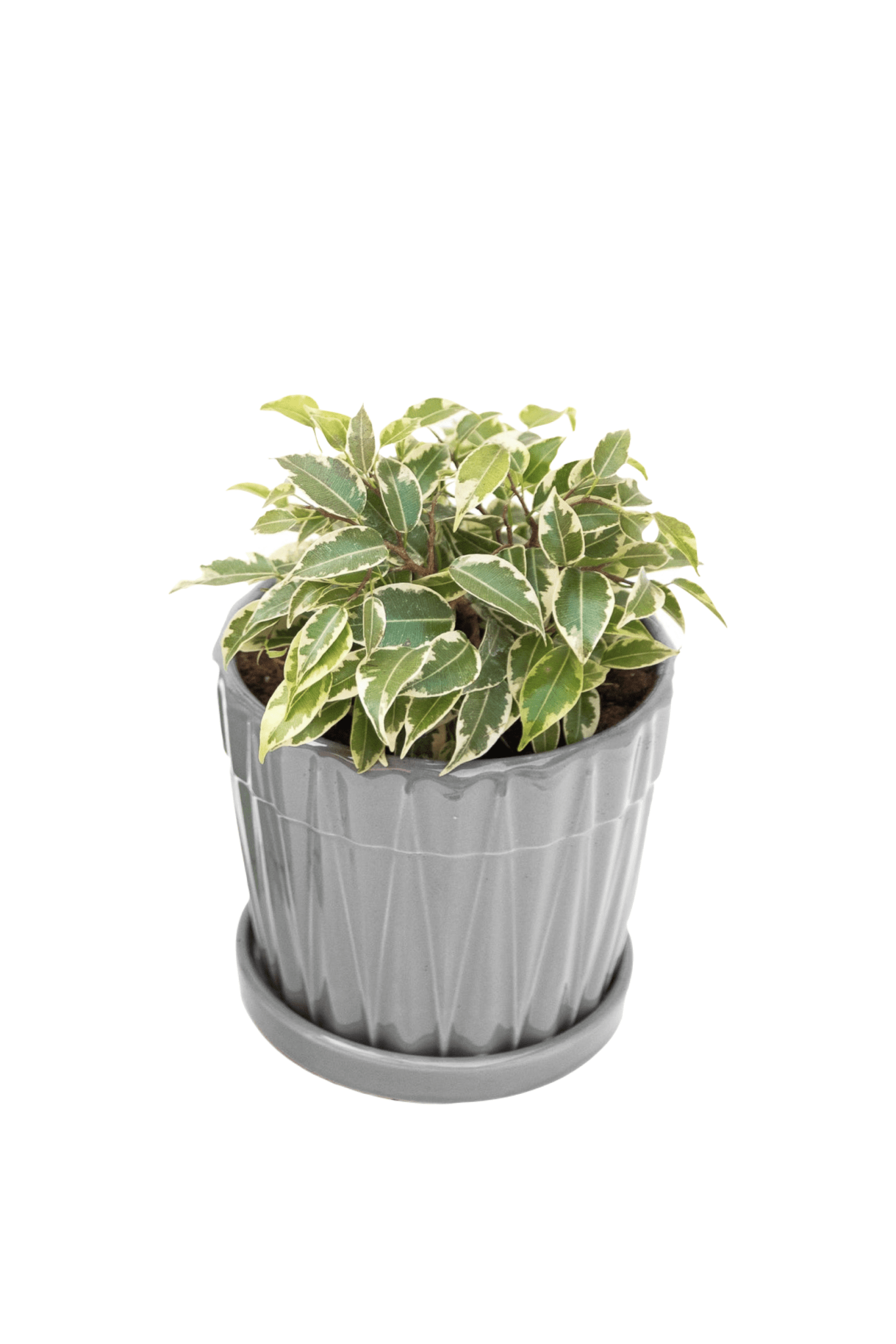 Ficus Bonsai - Kenäz