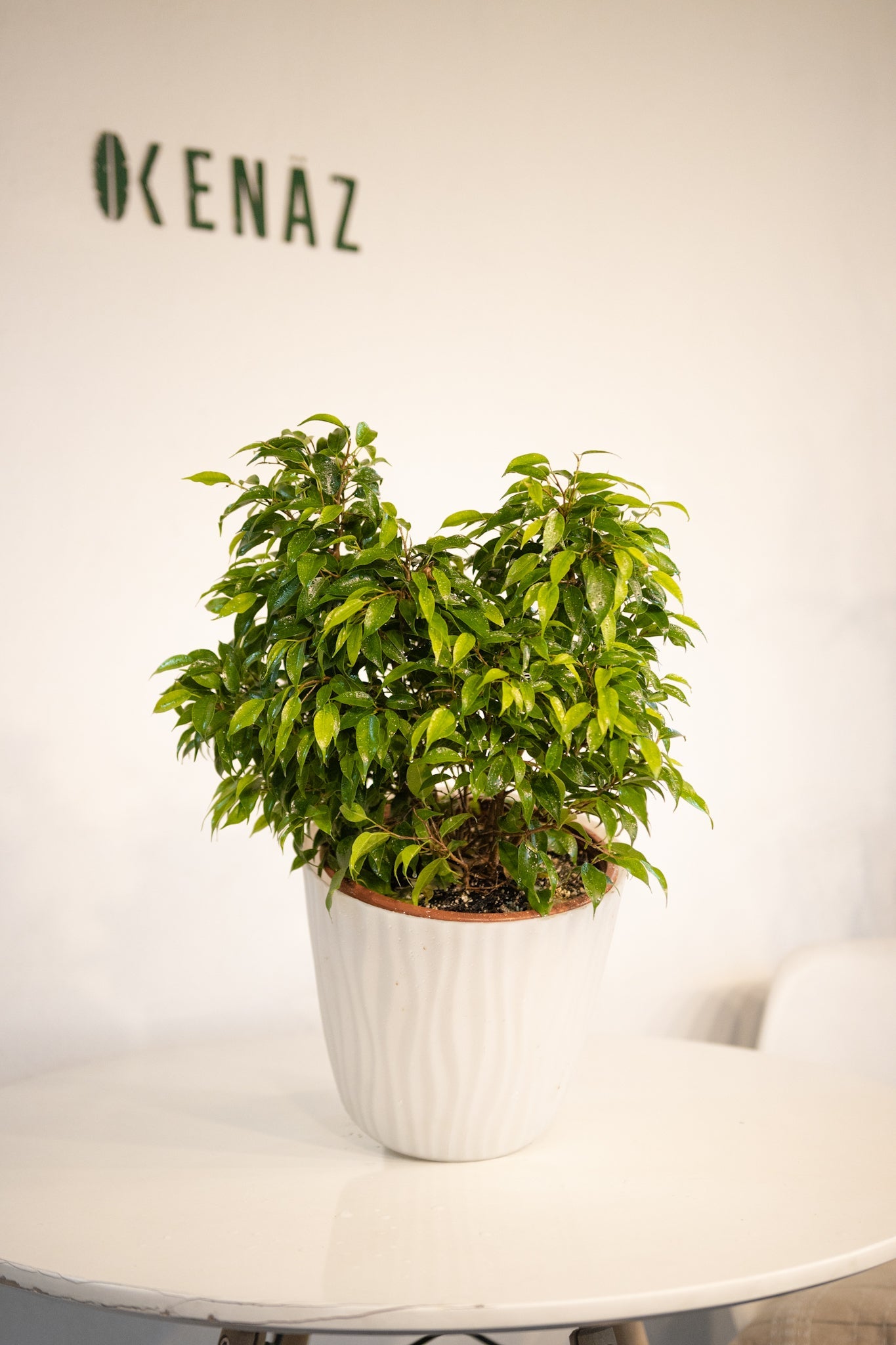 Ficus Bonsai - Kenäz