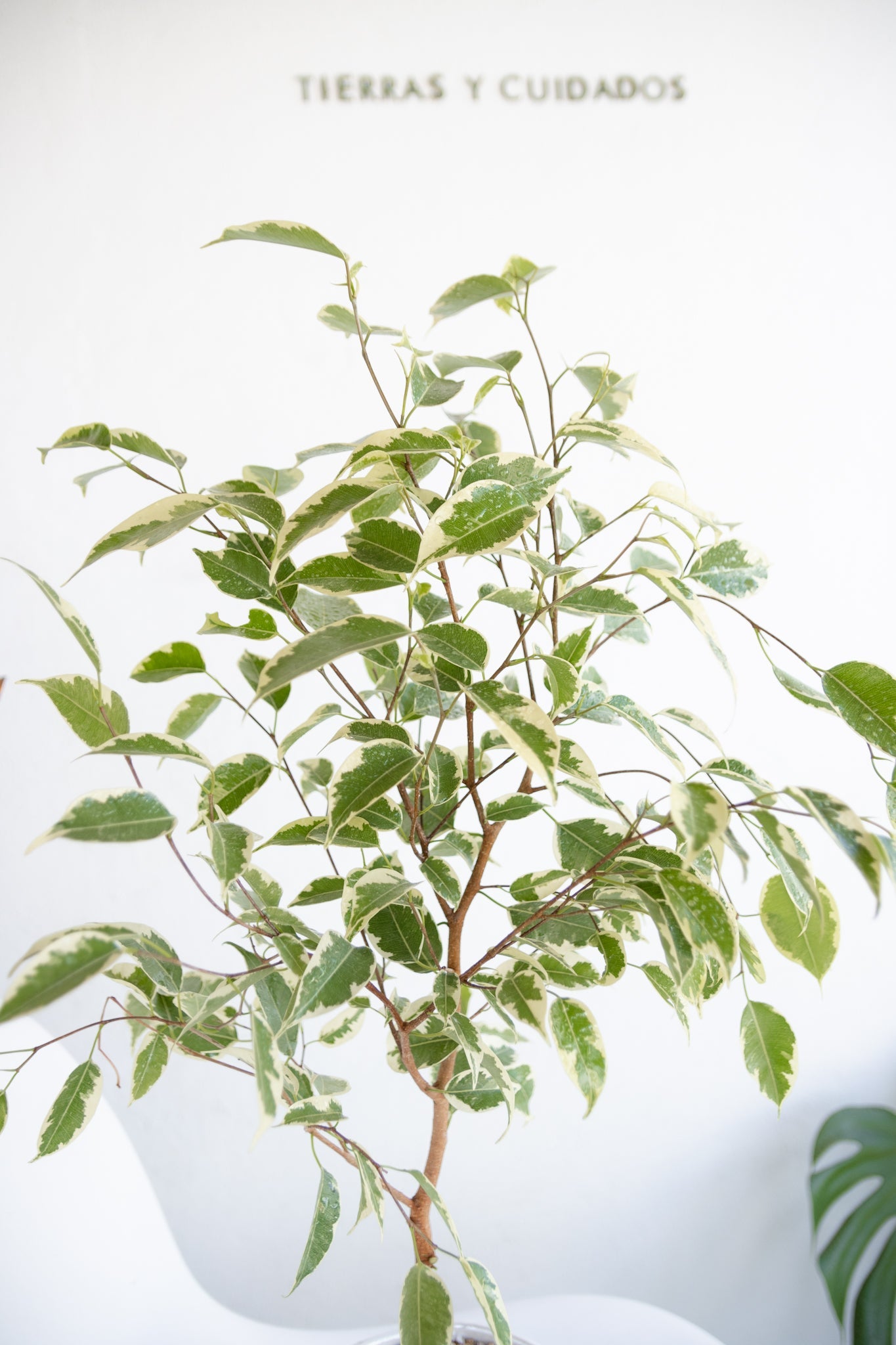 Ficus Hawái - Kenäz