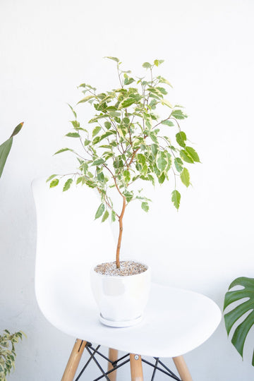 Ficus Hawái - Kenäz