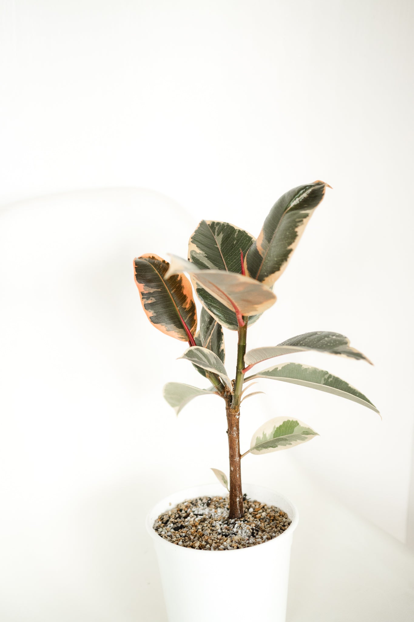 Ficus Pink Tineke - Kenäz
