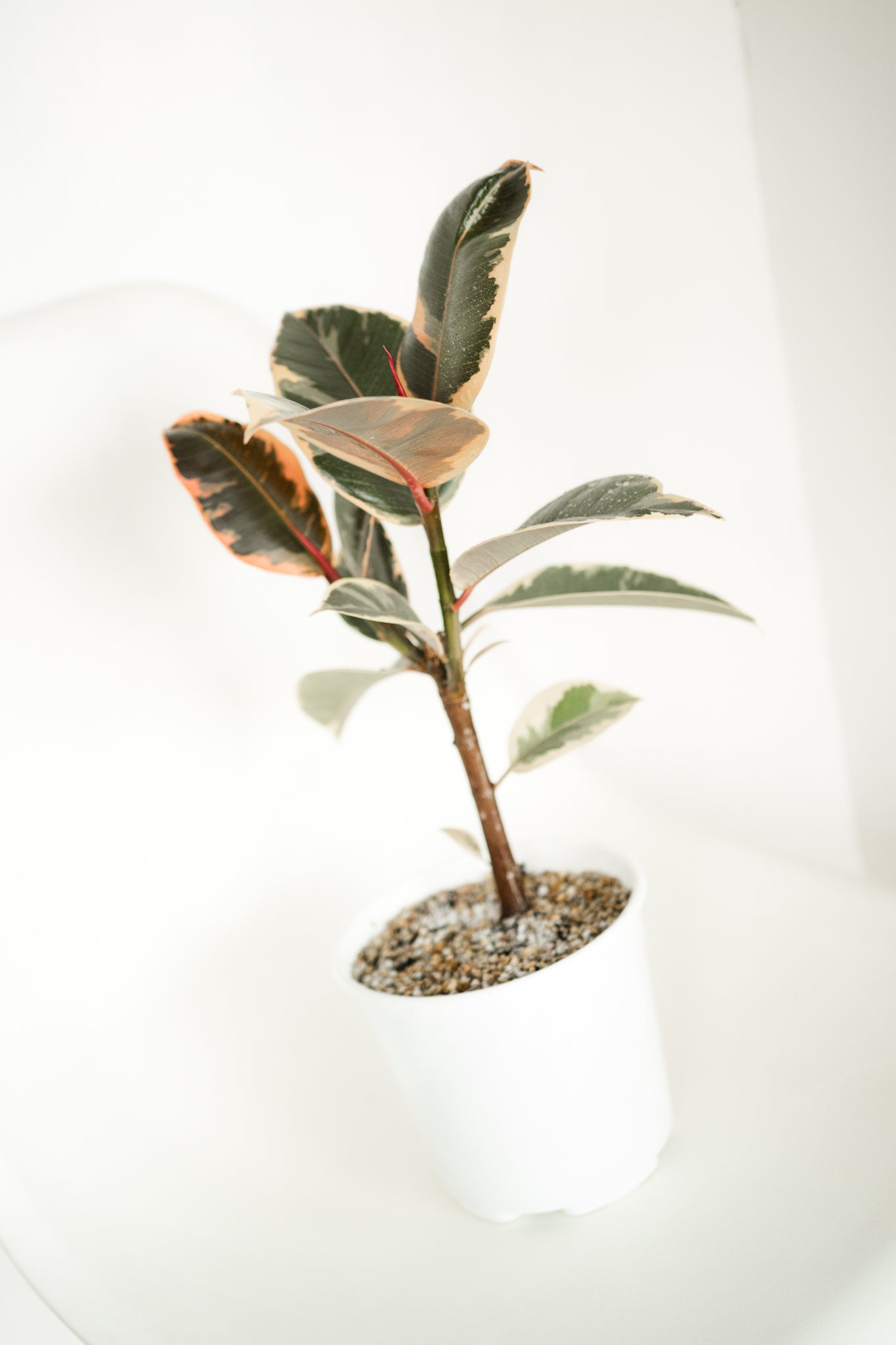 Ficus Pink Tineke - Kenäz