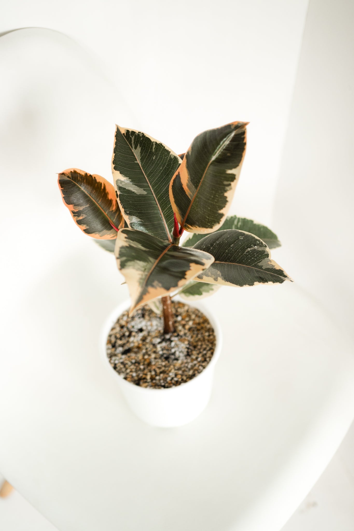 Ficus Pink Tineke - Kenäz