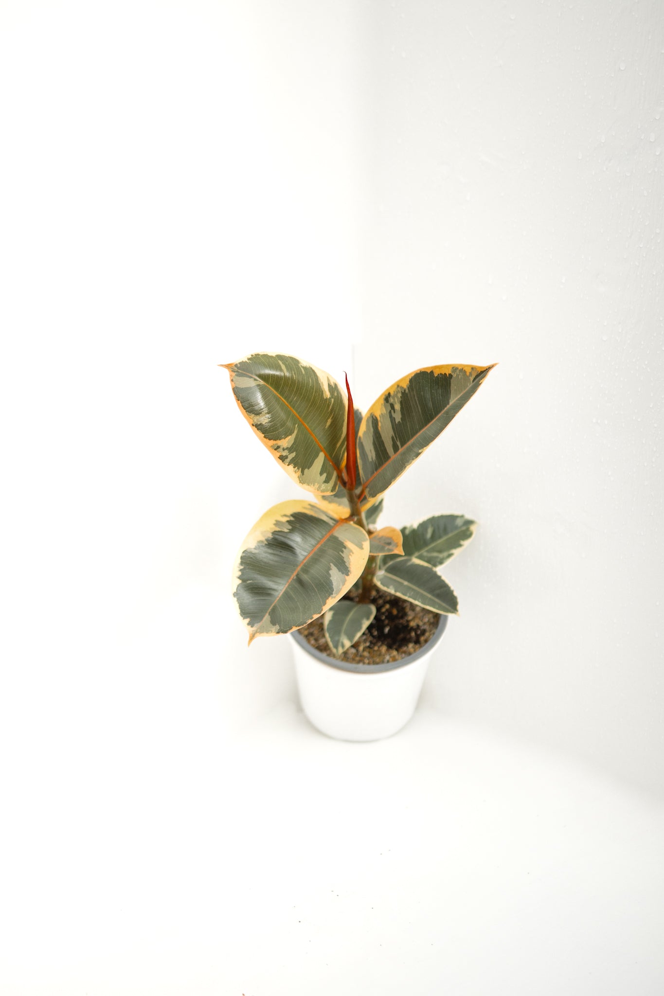 Ficus Pink Tineke - Kenäz