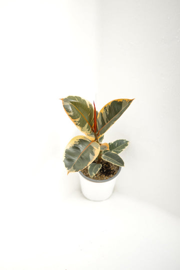 Ficus Pink Tineke - Kenäz