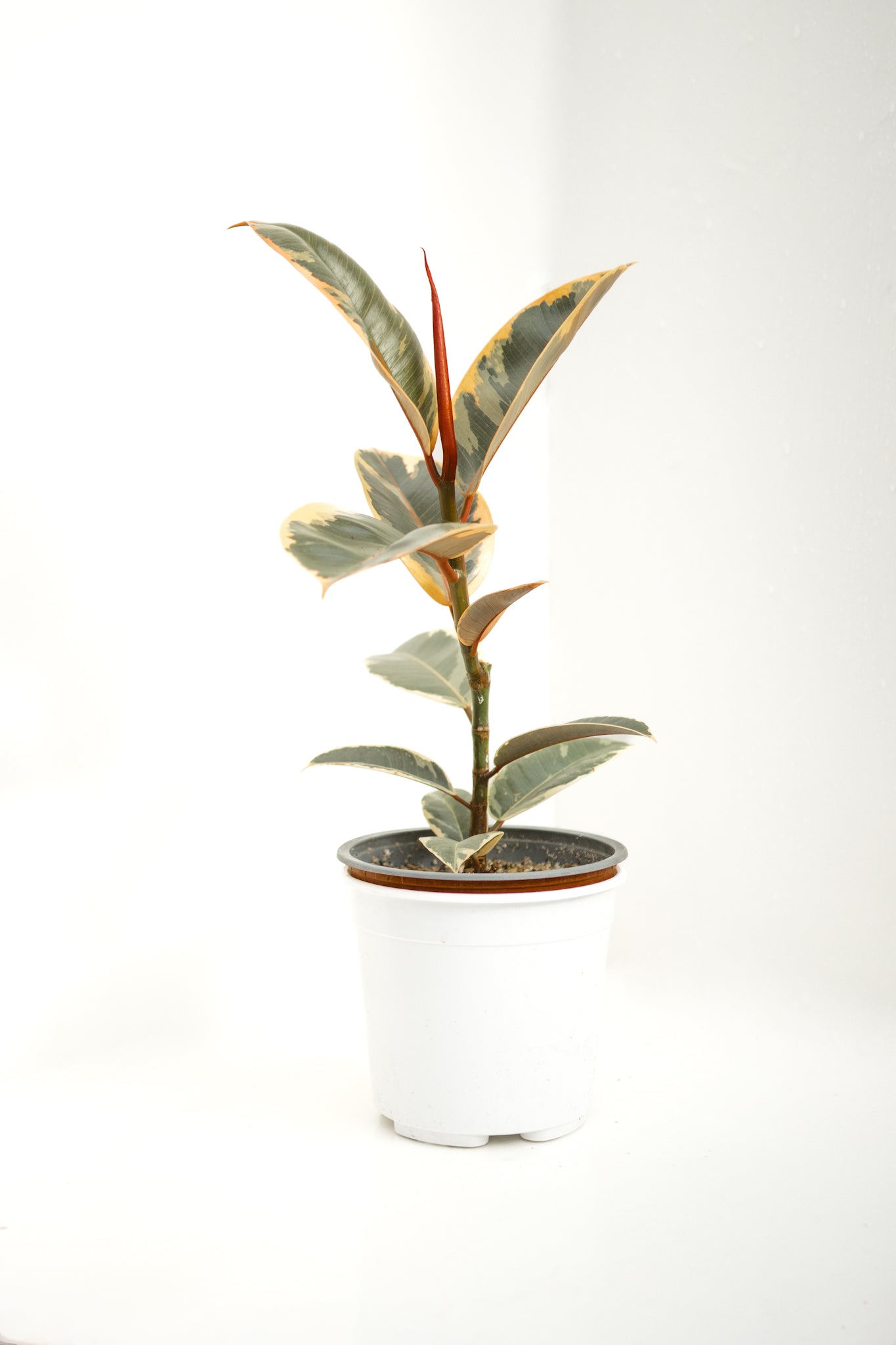 Ficus Pink Tineke - Kenäz