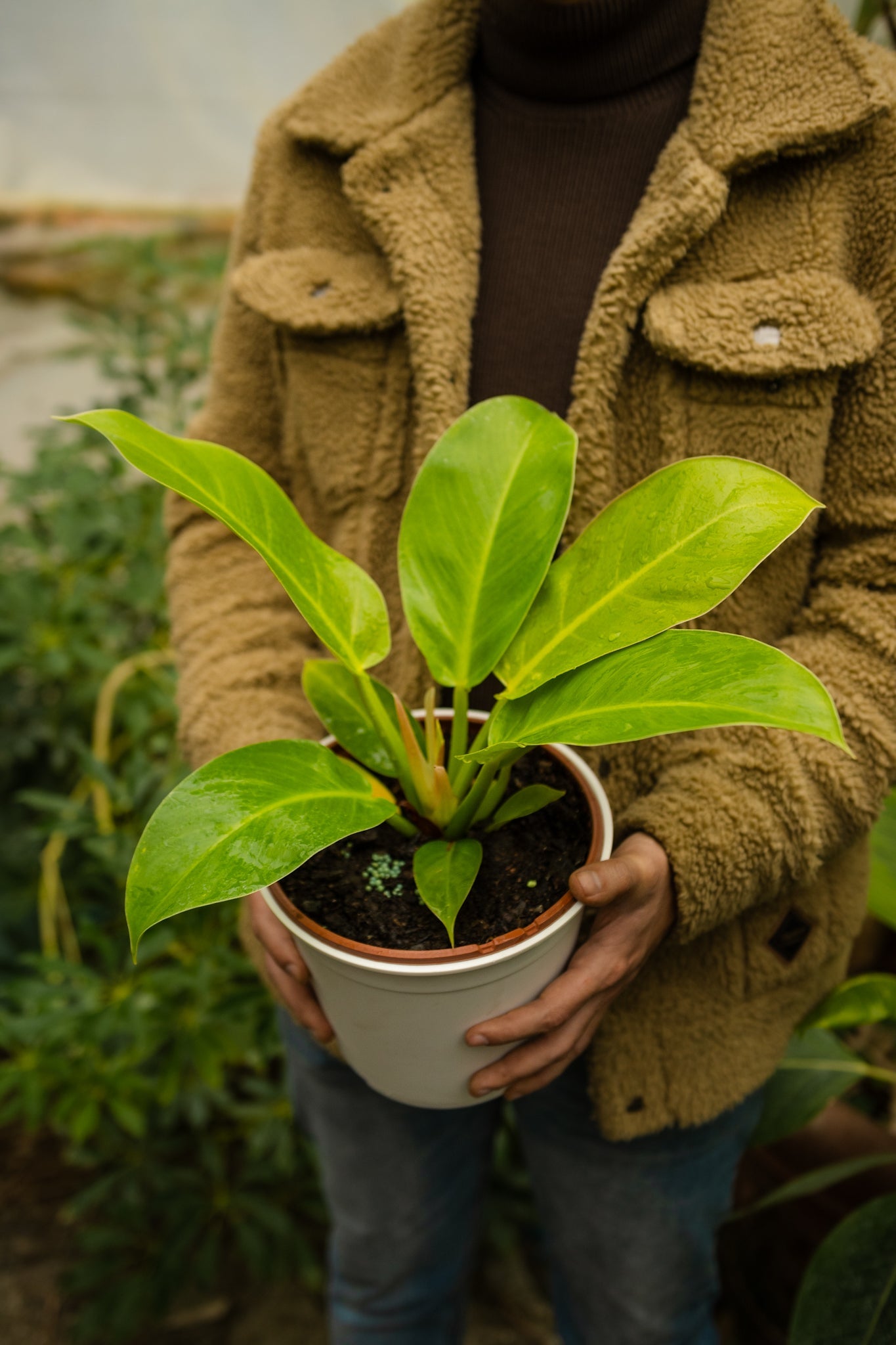 Filodendro Imperial Golden | Planta dorada | Comprar