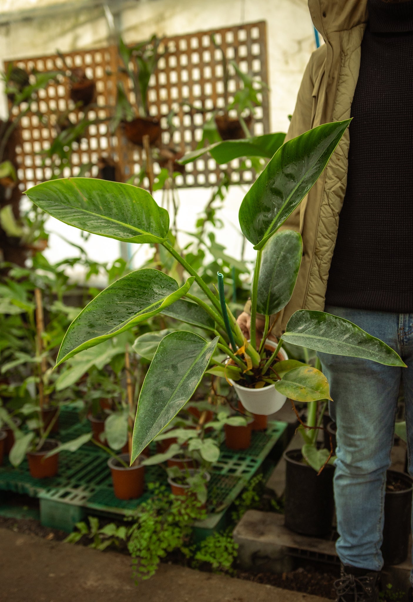 philodendron filodendro Filodendro Millions | Planta de hojas grandes | Comprar